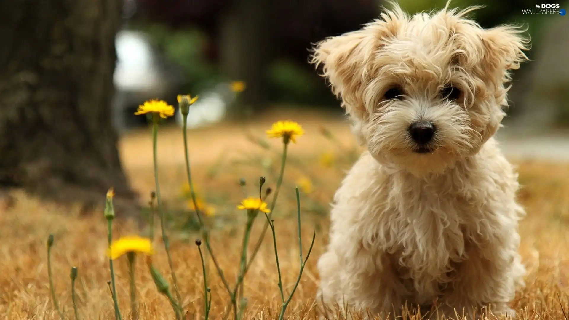 West Highland White Terrier, White