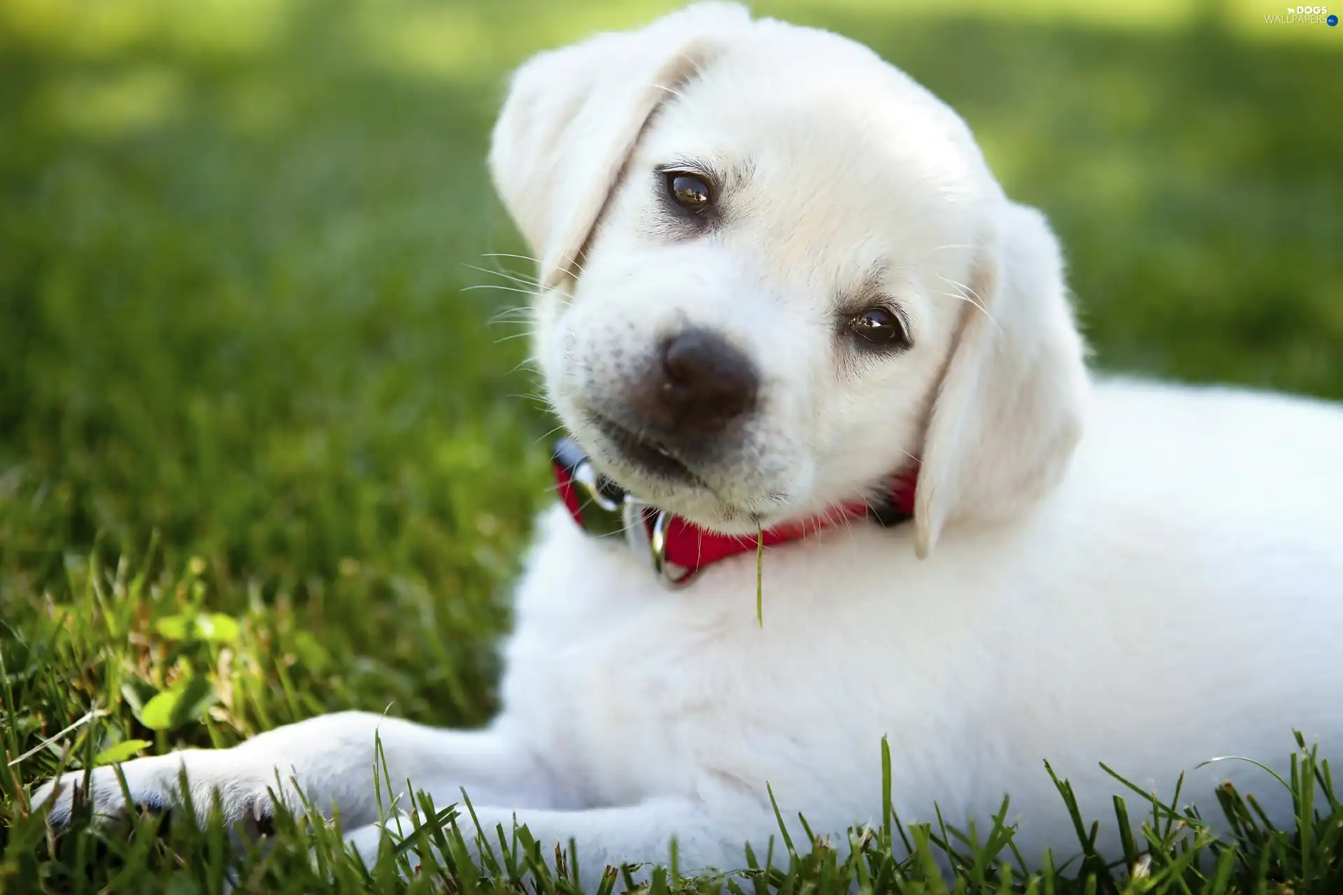 grass, dog-collar, White, Puppy
