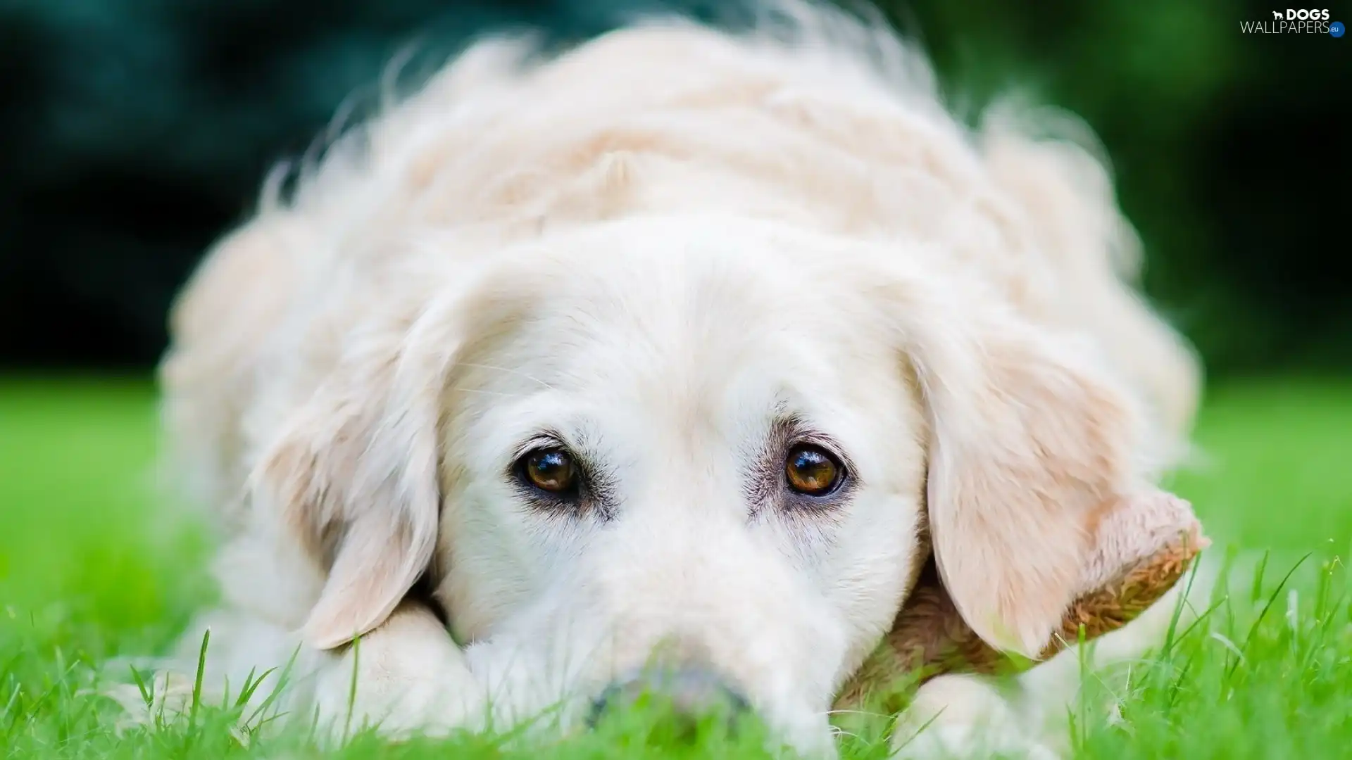 grass, Eyes, White, doggy