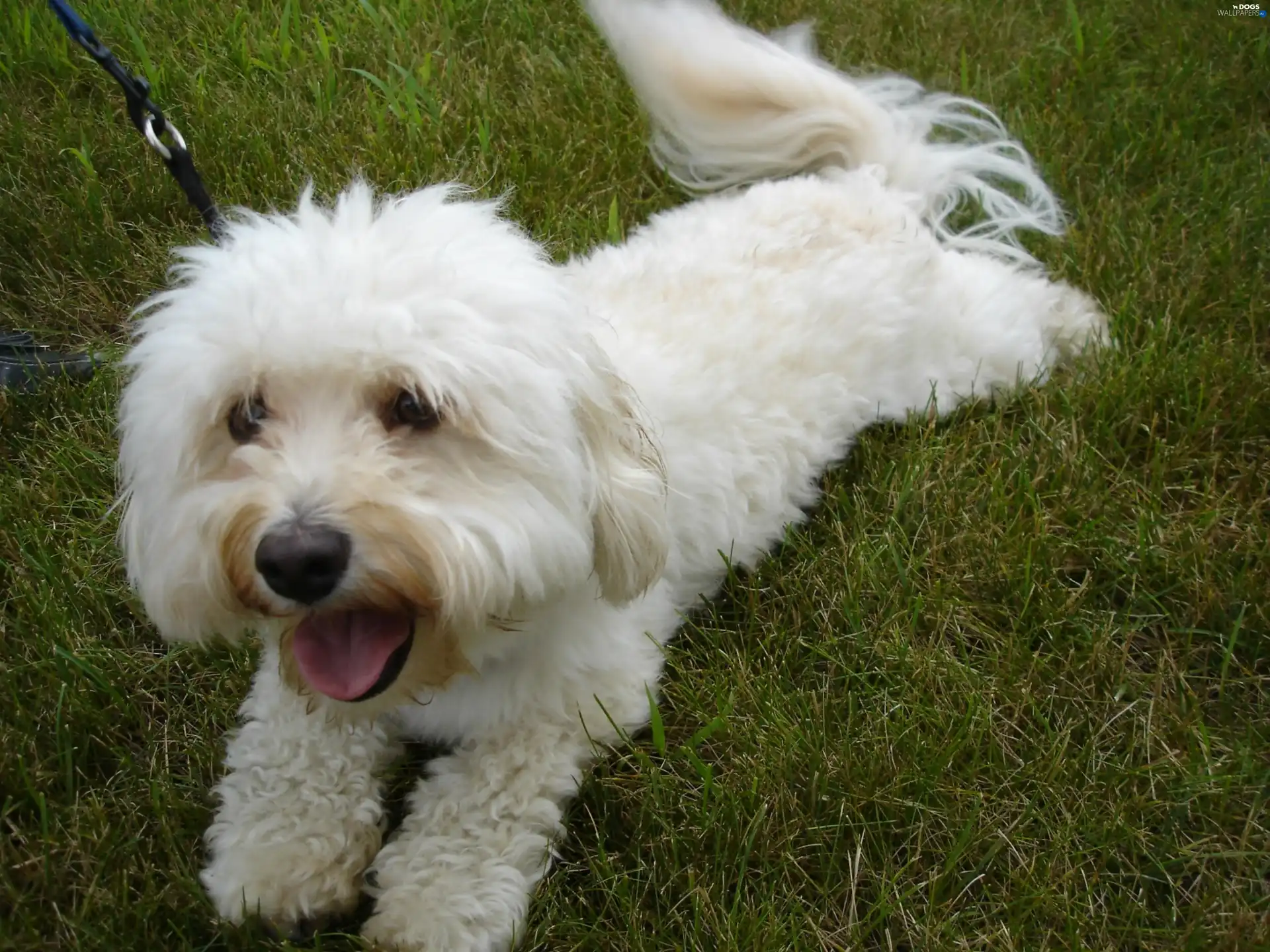 grass, Green, White, Havanese