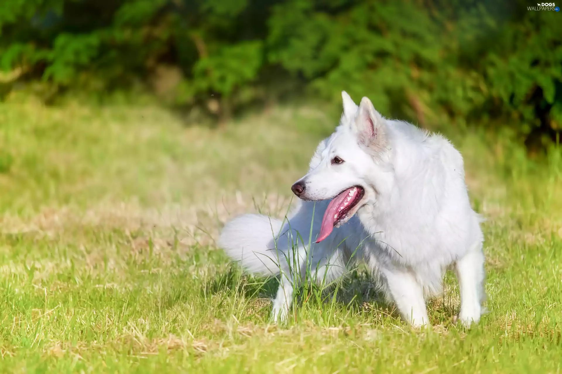 White Swiss Shepherd, grass