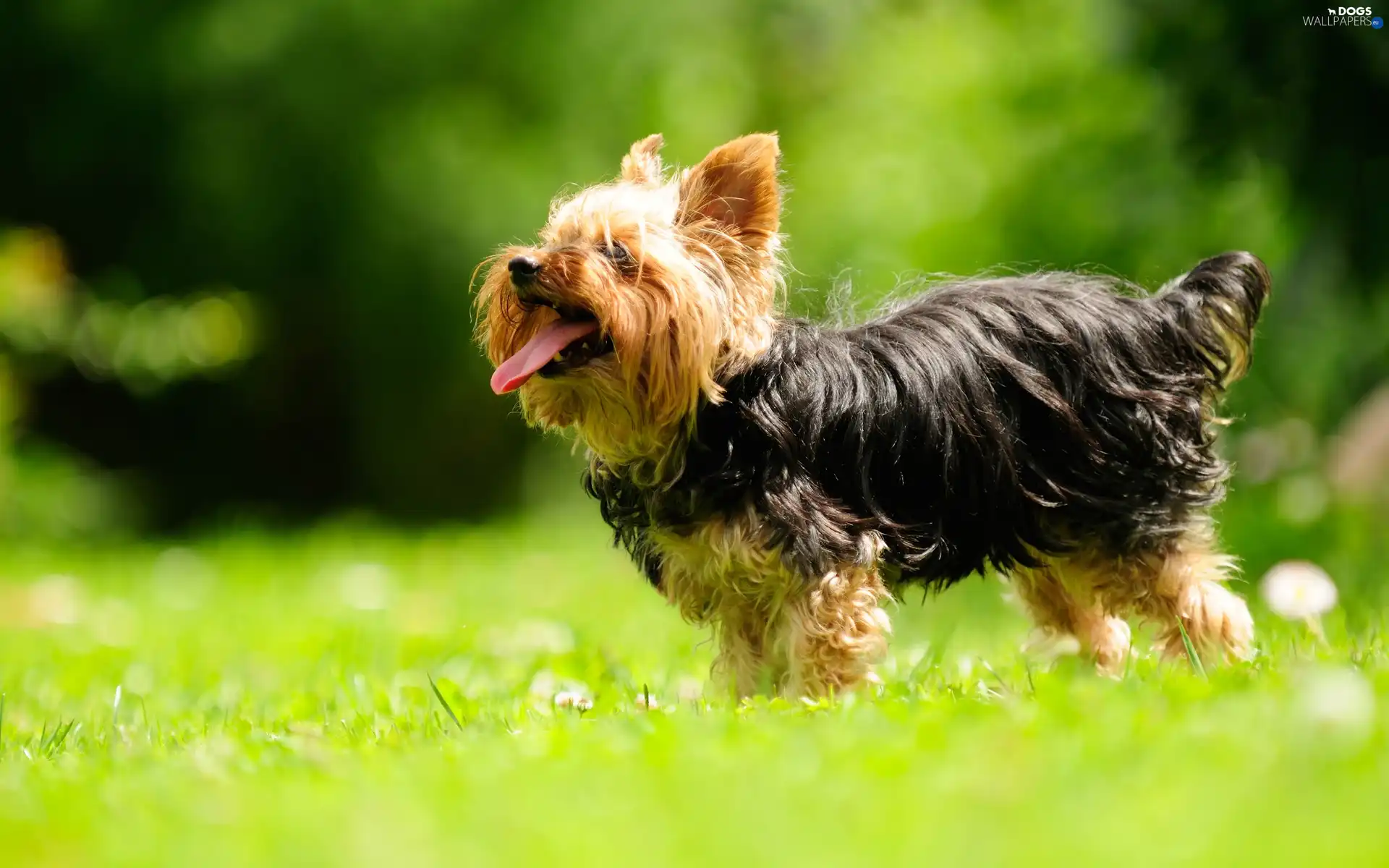 York, grass, doggy