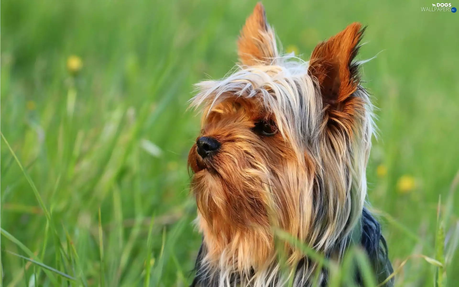 Meadow, grass, Yorkshire, Terrier, gazing