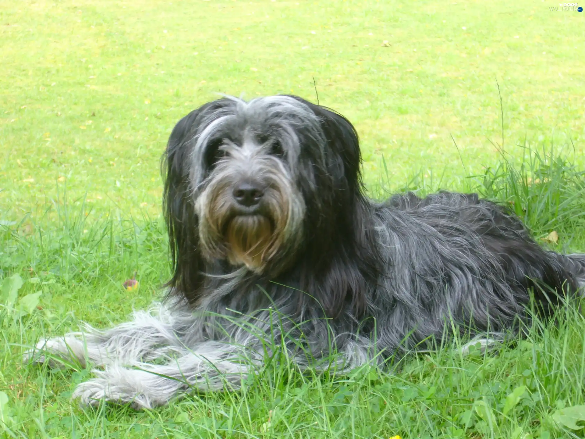 gray-blue, coat, Schapendoes