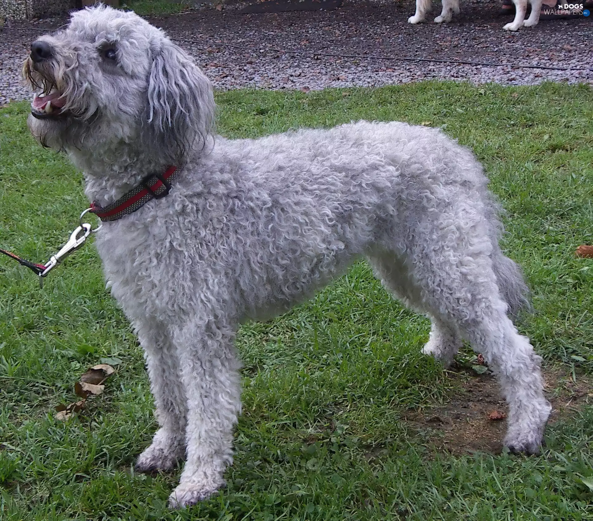 Gray, Pumi
