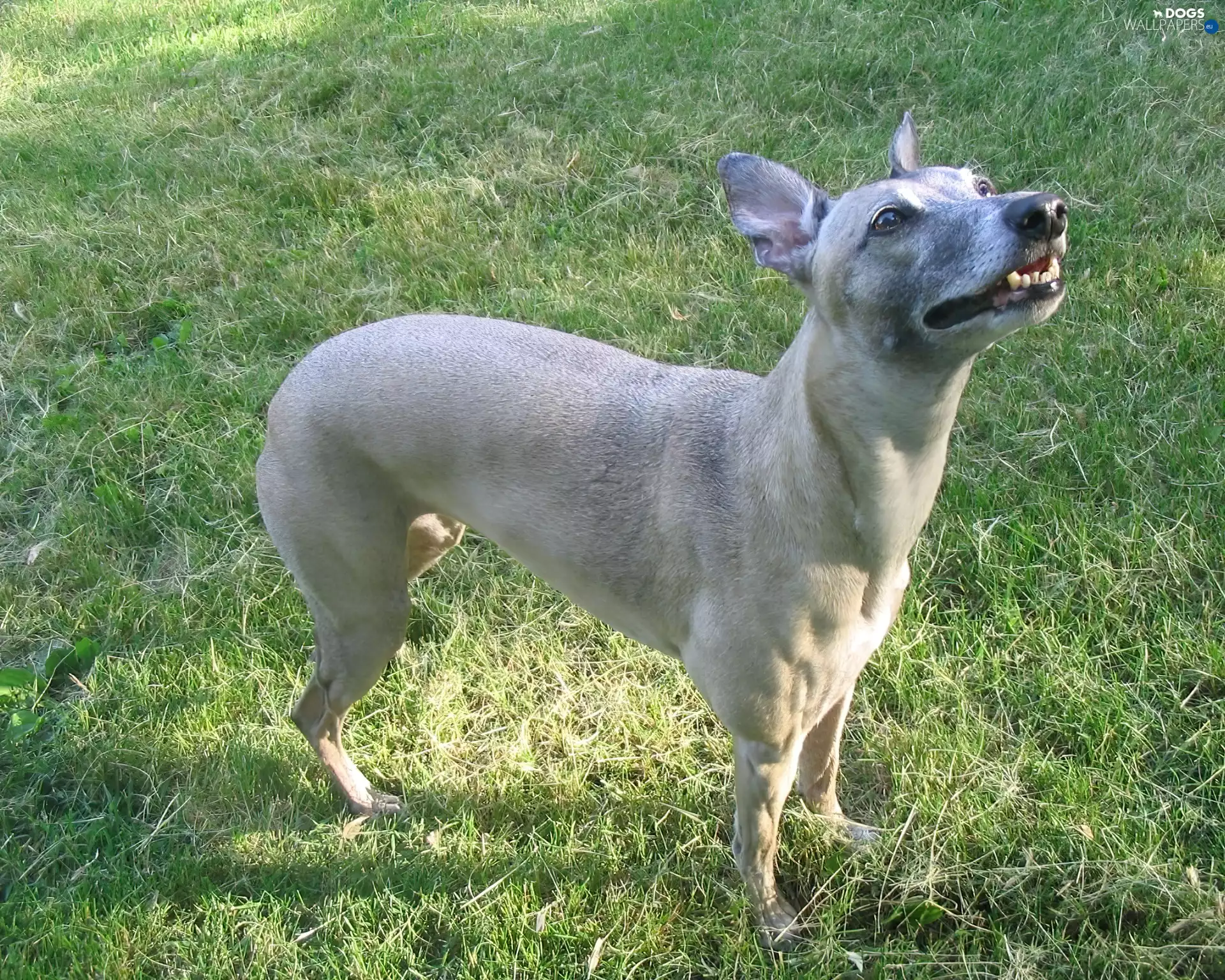 Gray, Whippet
