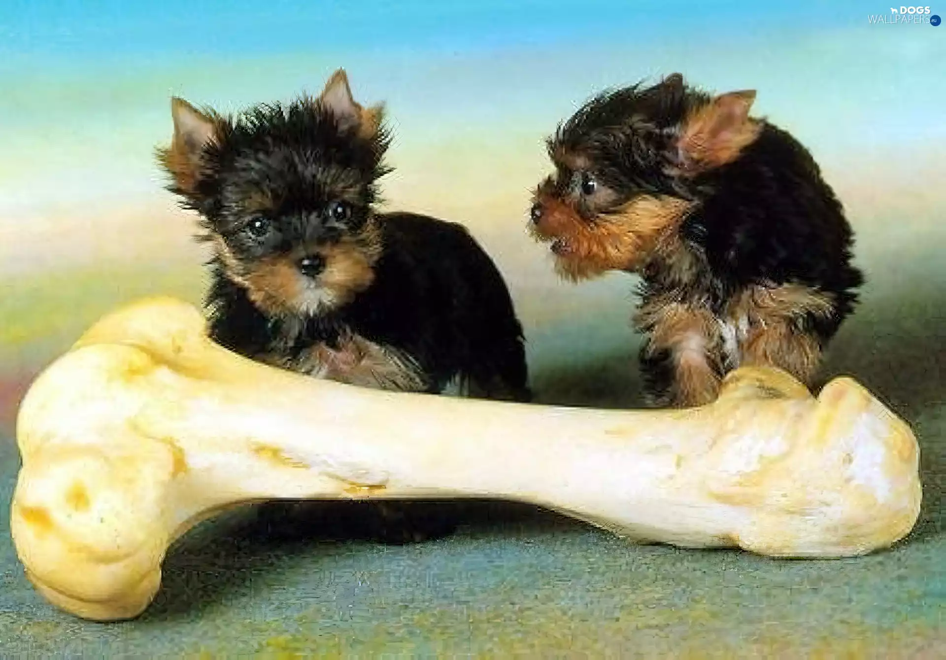 bone, Yorkshire Terrier, great