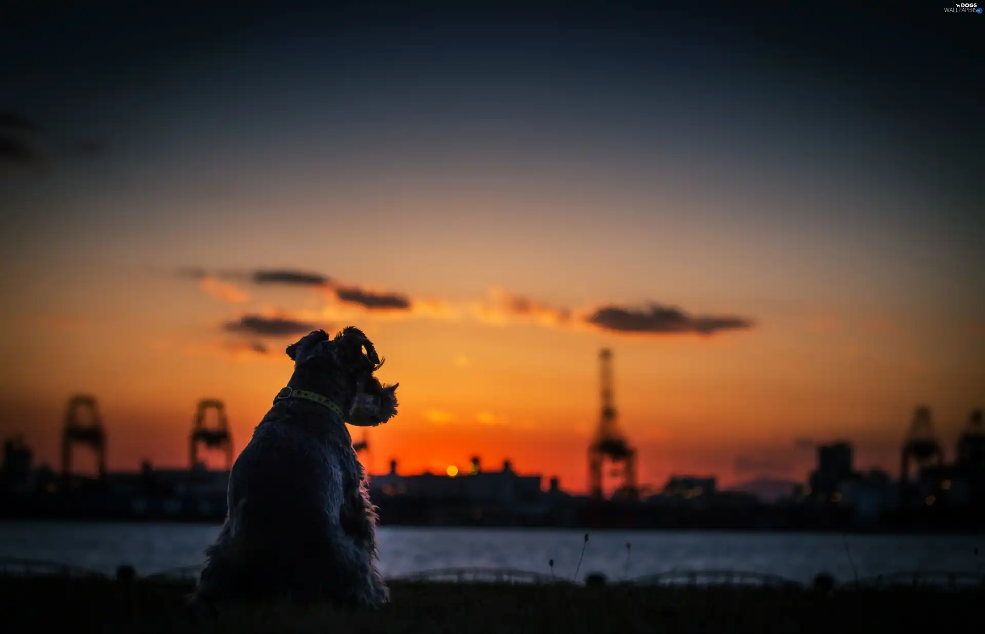 Great Sunsets, panorama, Schnauzer