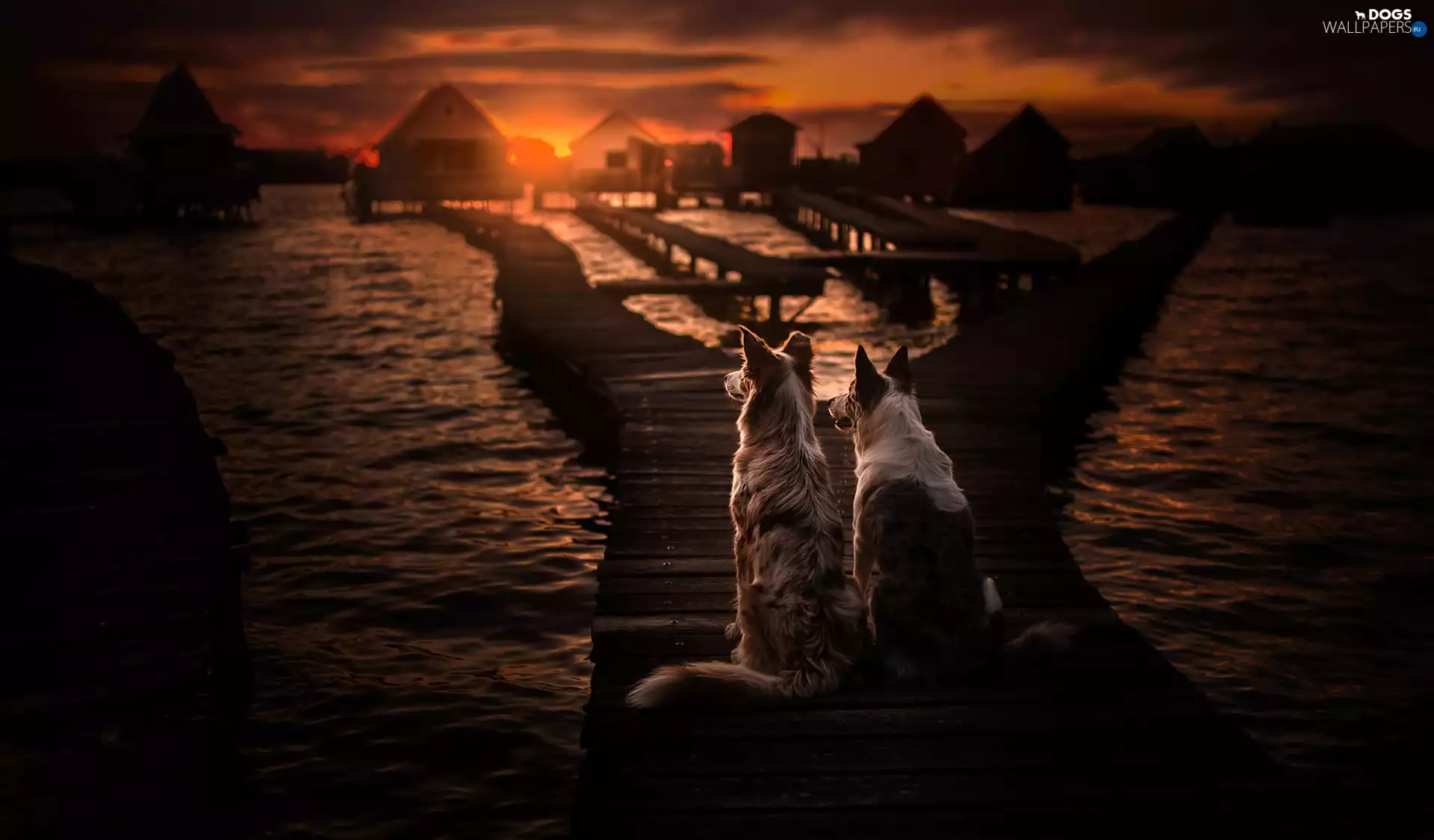 Border Collie, sea, Great Sunsets, footbridge, Platform