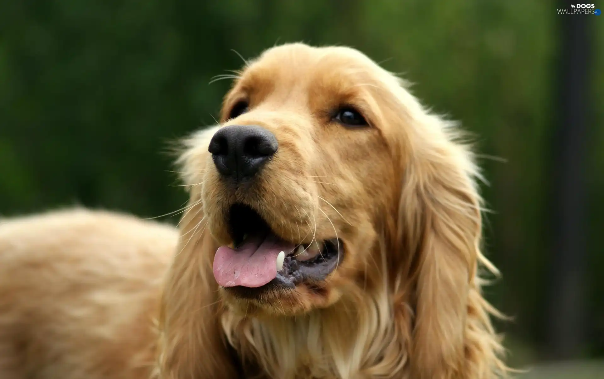 green ones, background, dog