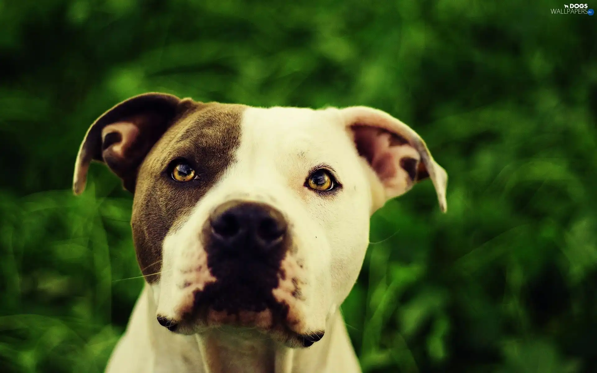 green ones, background, dog