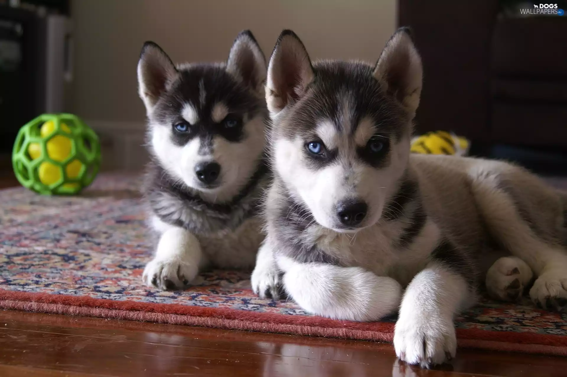 Ball, Siberian Husky, Green