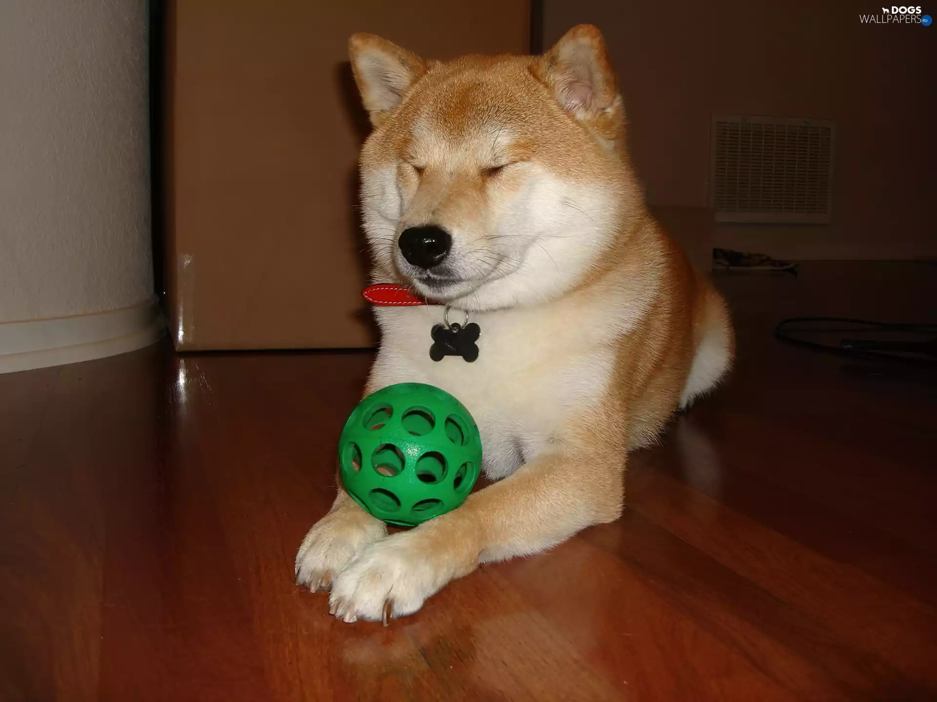Ball, Shiba inu, Green