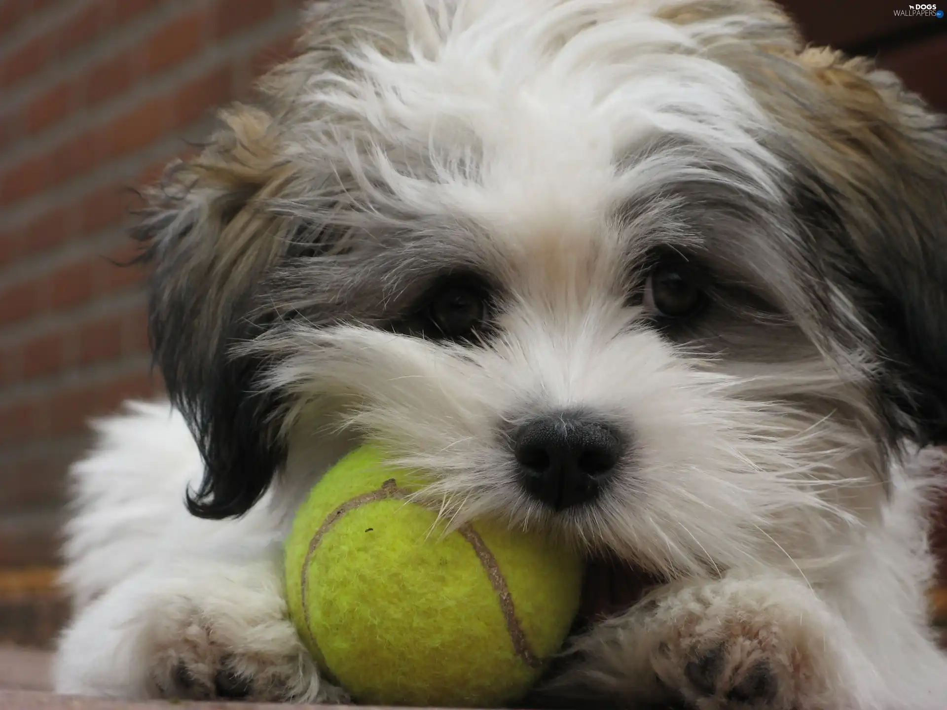 Green, the ball, dog