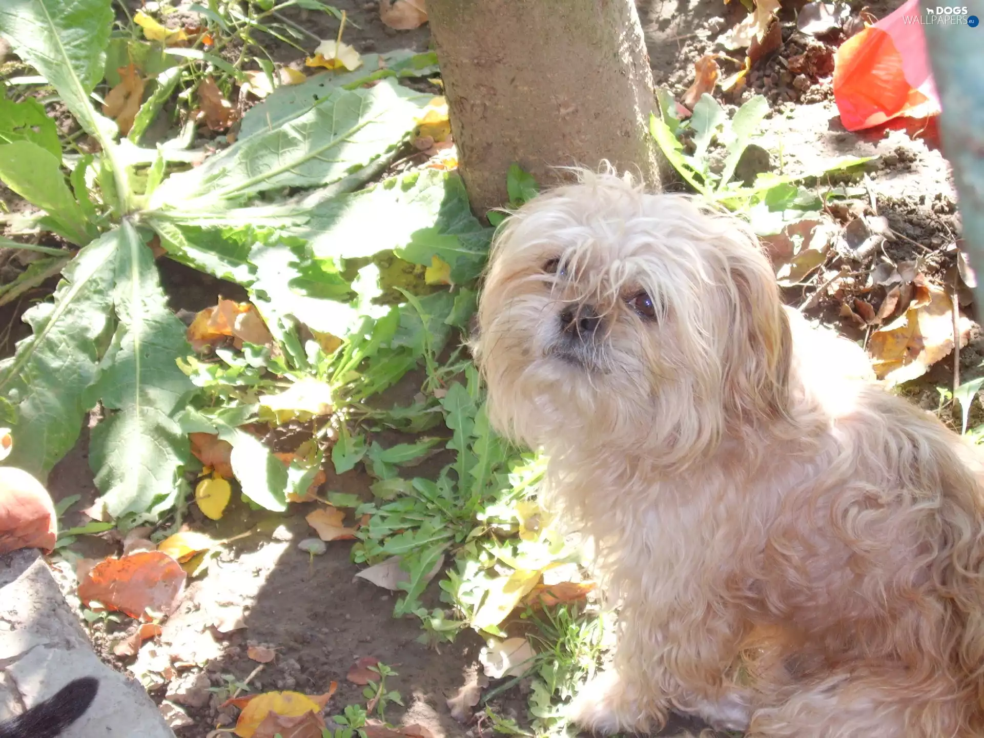green, doggy, Bichon
