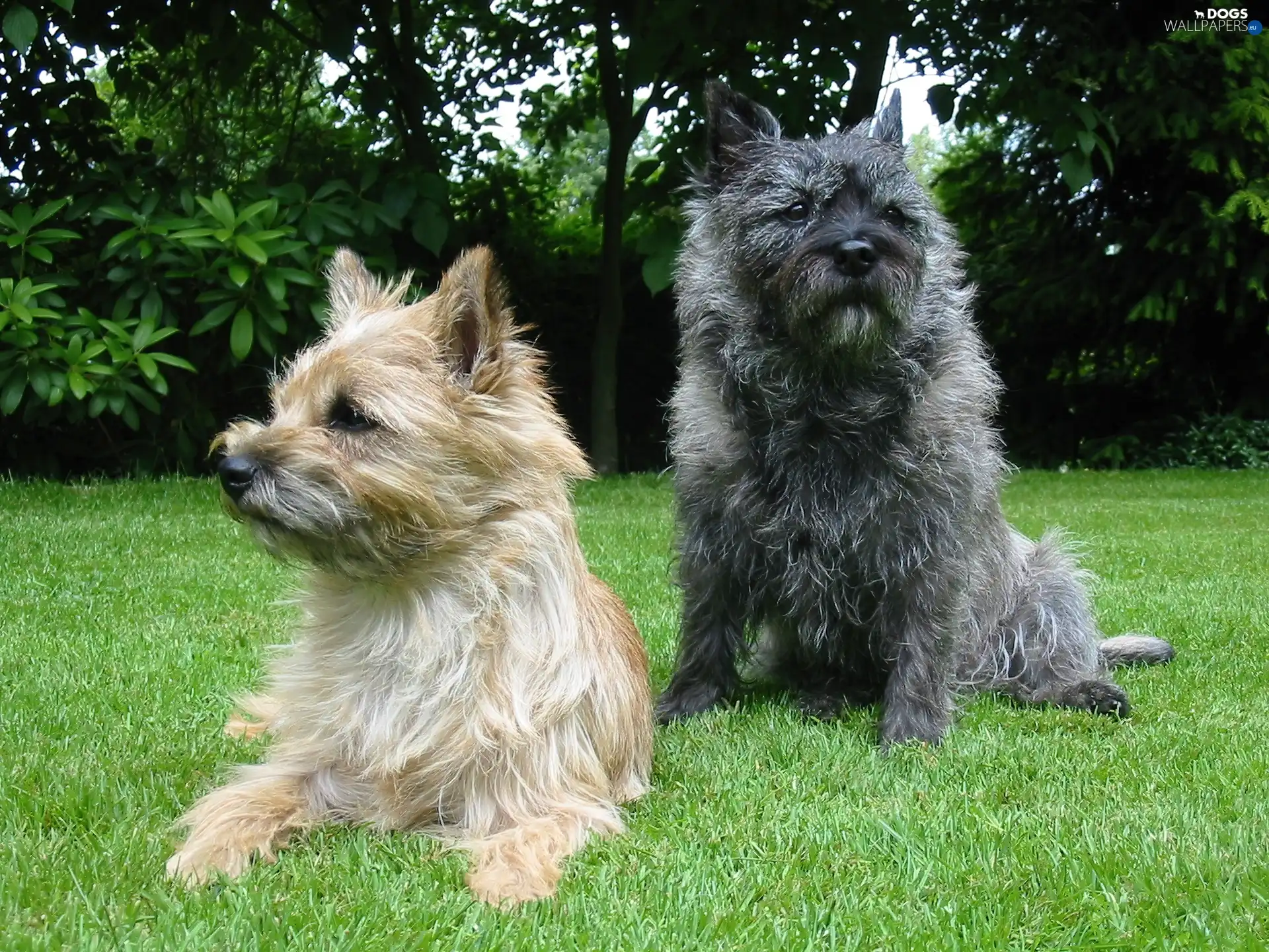 Green, grass, Cairn Terrier