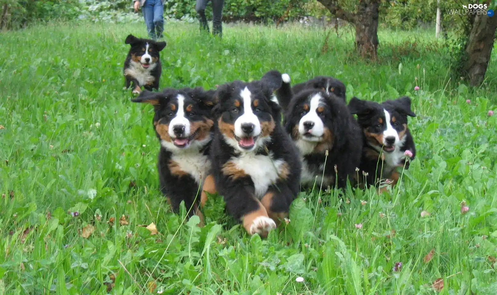 Green, grass, Bernese Cattle Dogs