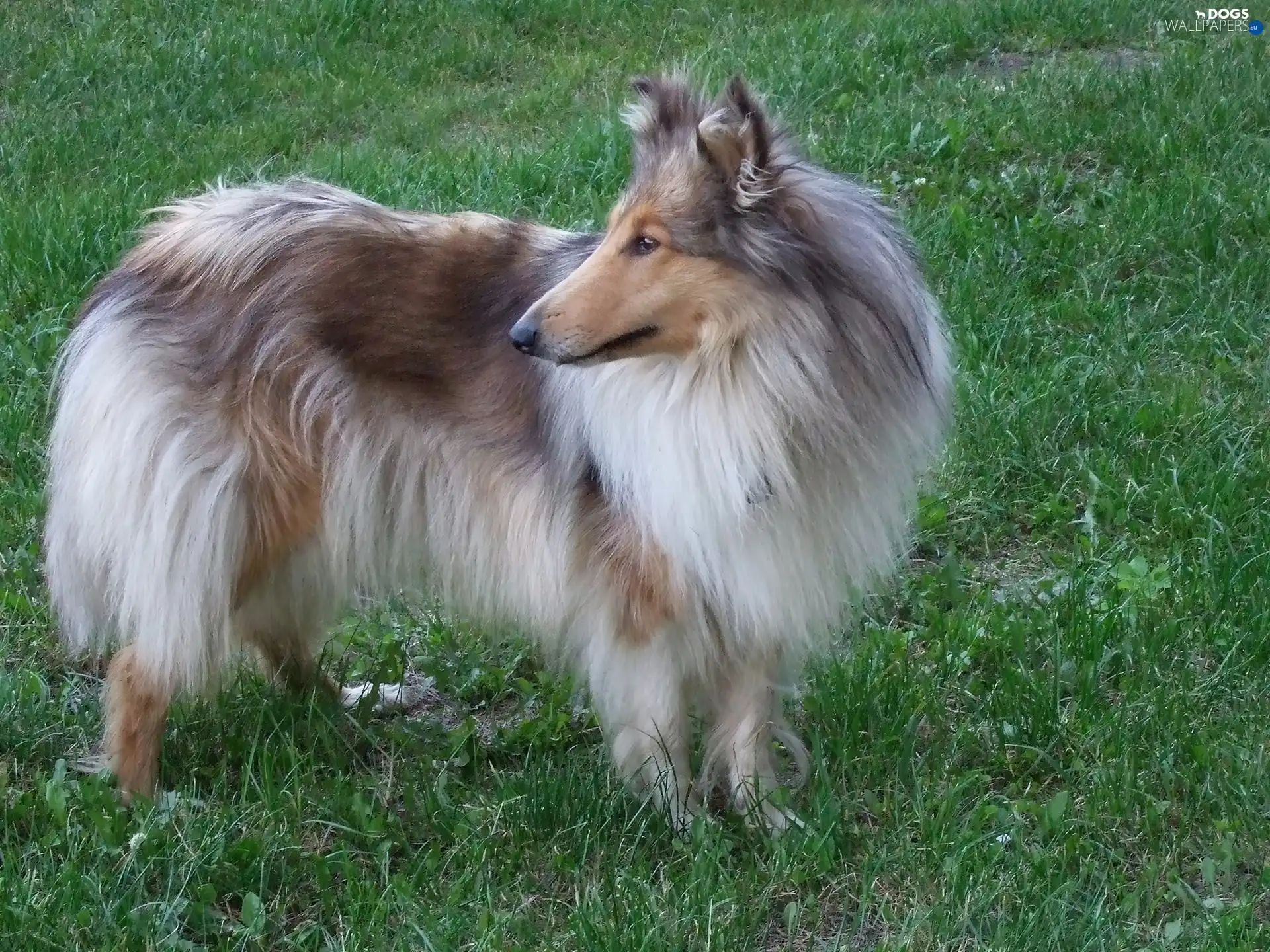 Green, grass, Collie rough