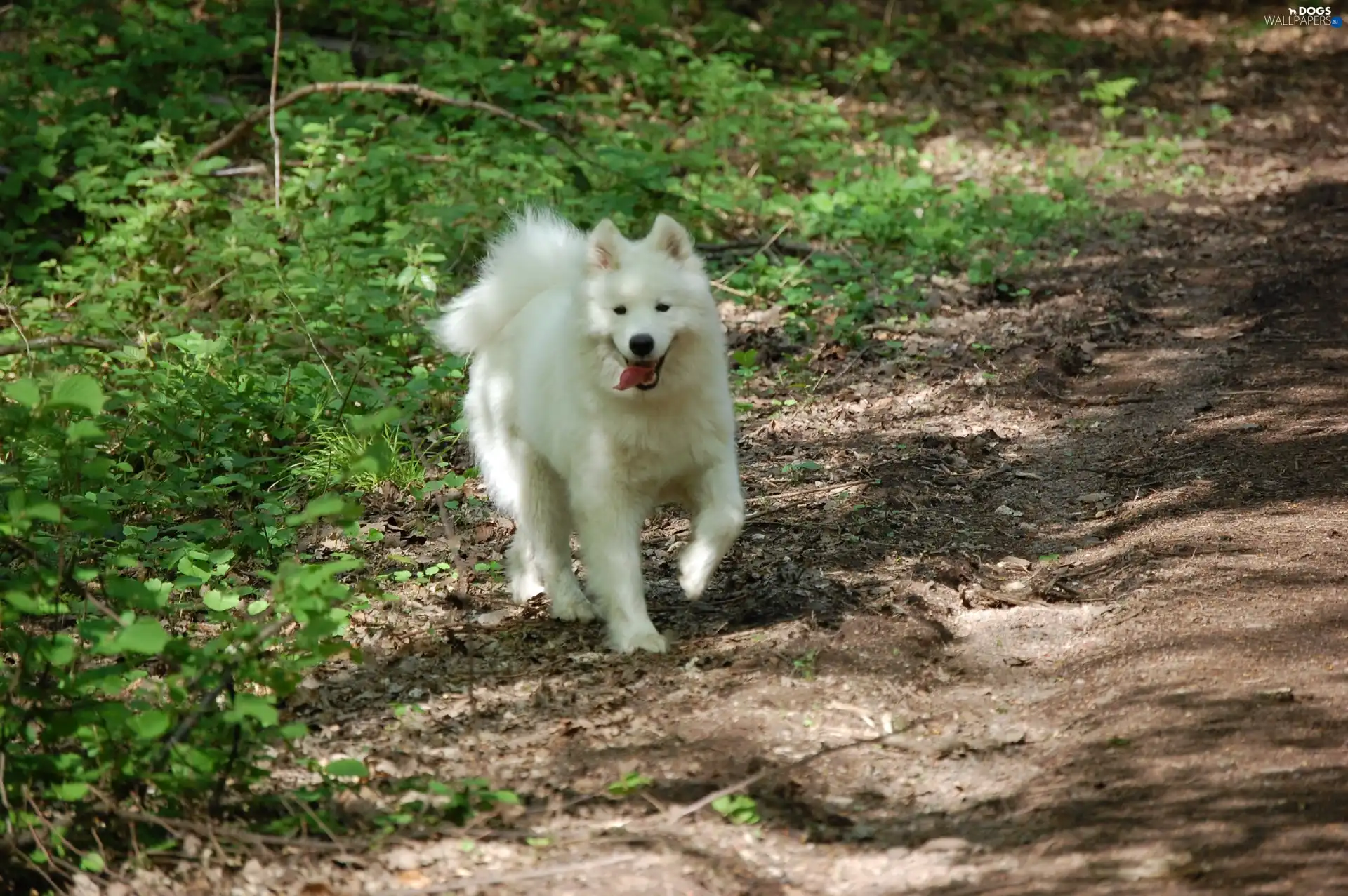 green, land, doggy, Samojed