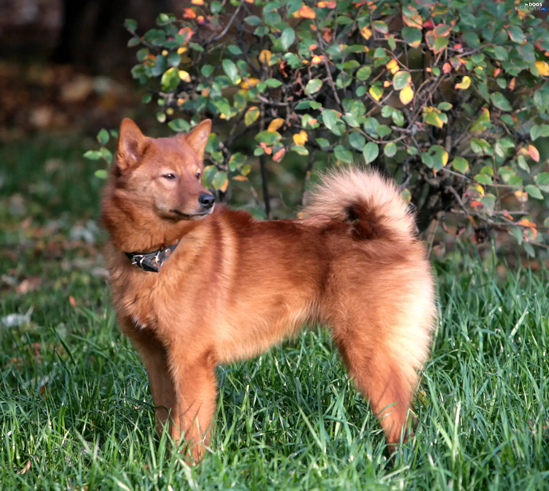 Green, grass, Finnish Spitz