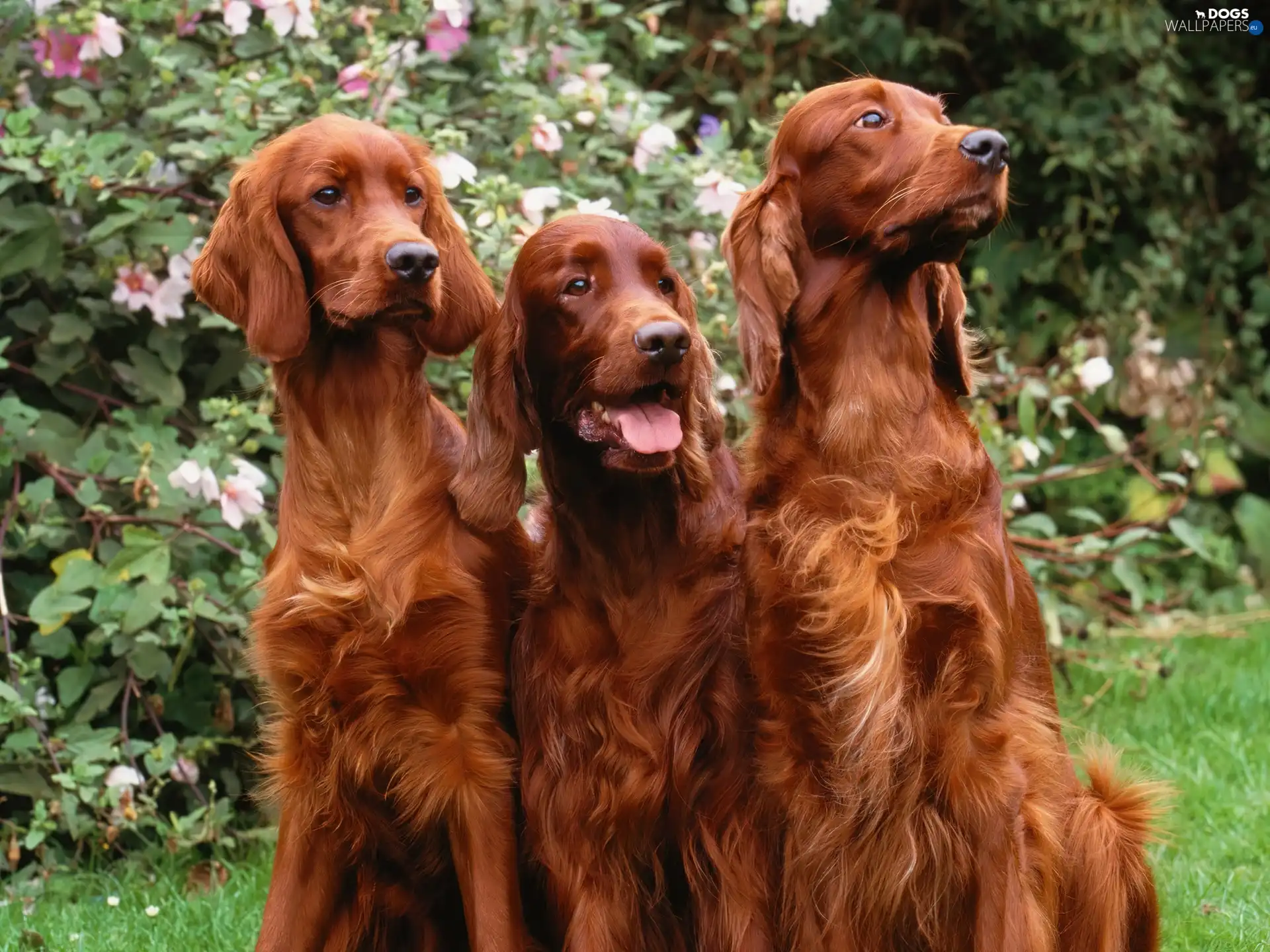 green, grass, Three, Flowers, Dogs