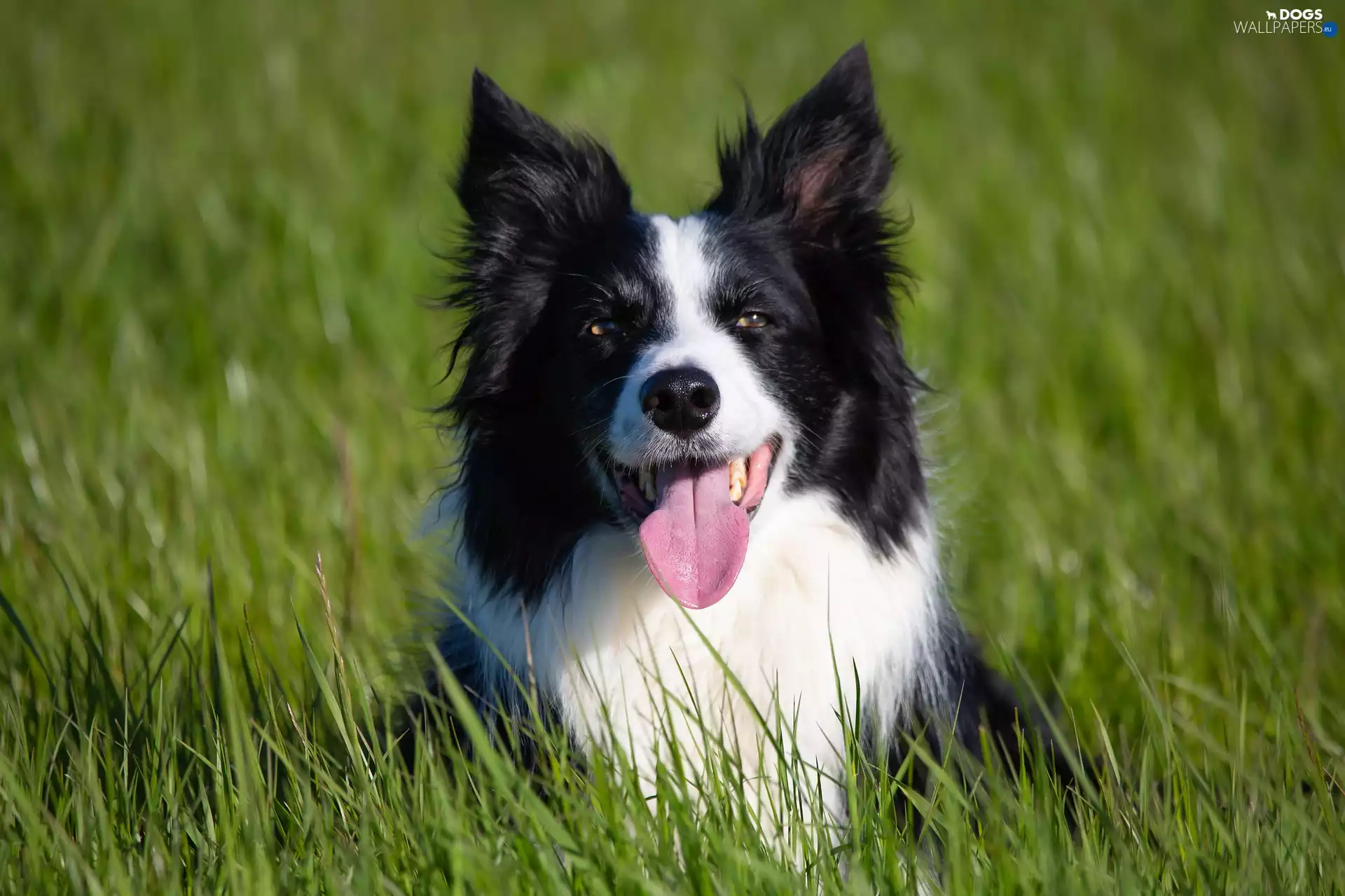 dog, Green, grass, Border Collie