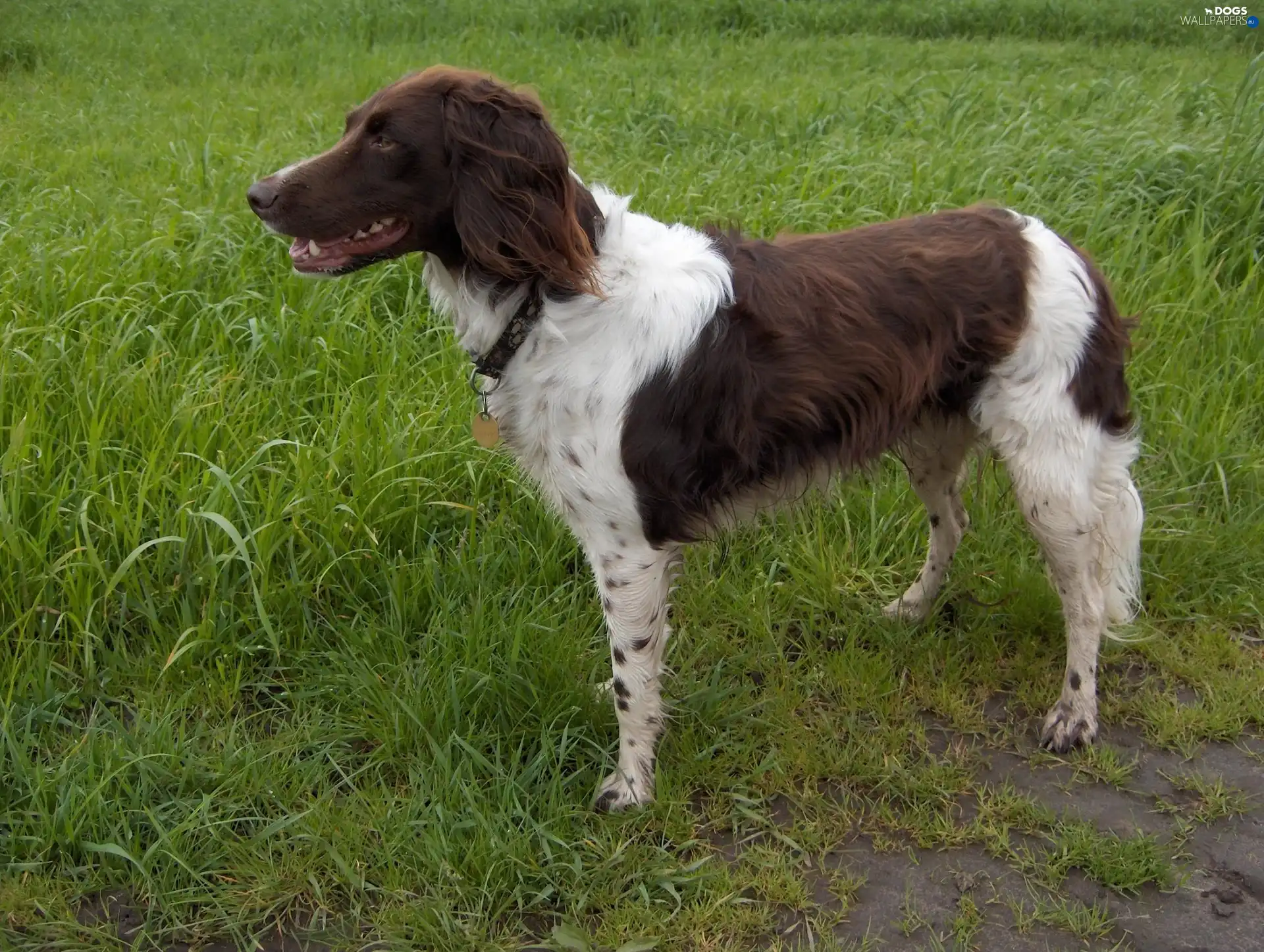 grass, Green, Small Munsterlander Pointer, Small Munsterlander
