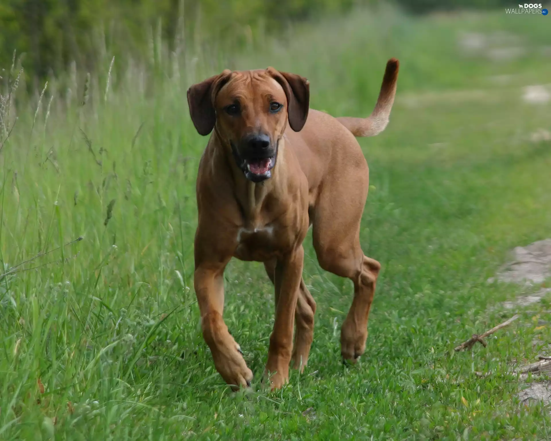 grass, Rhodesian ridgeback, Green