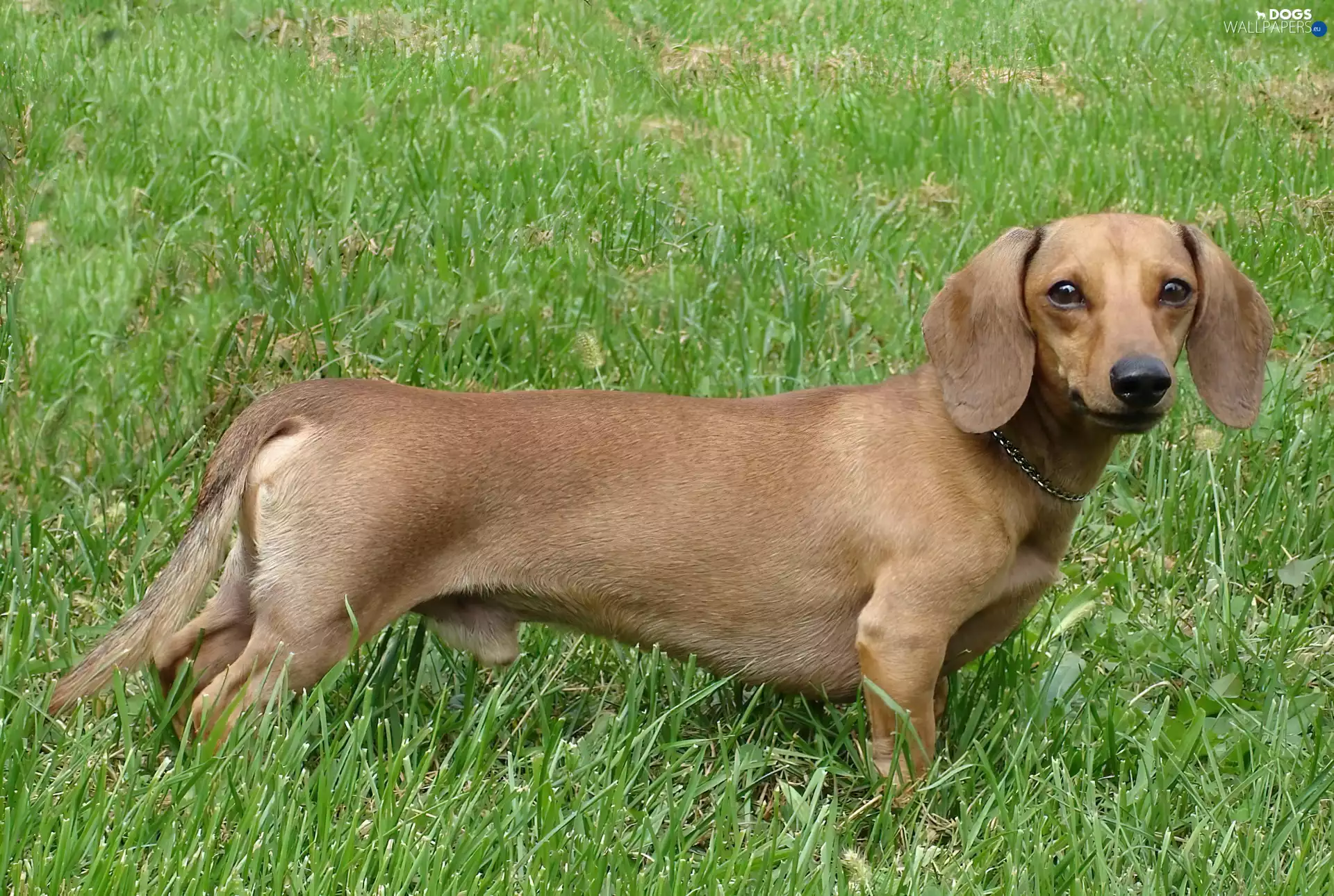 grass, Dachshund Shorthair, Green