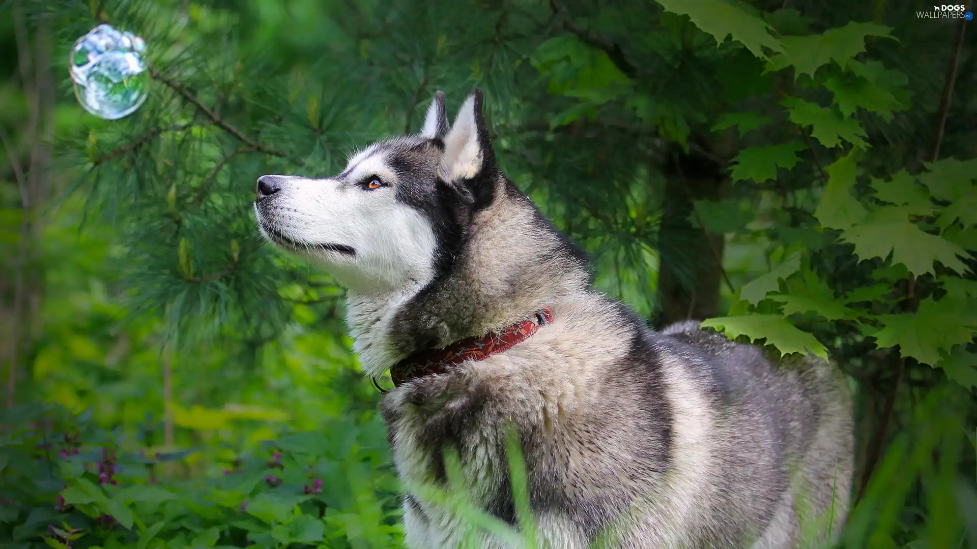Husky, green, dog