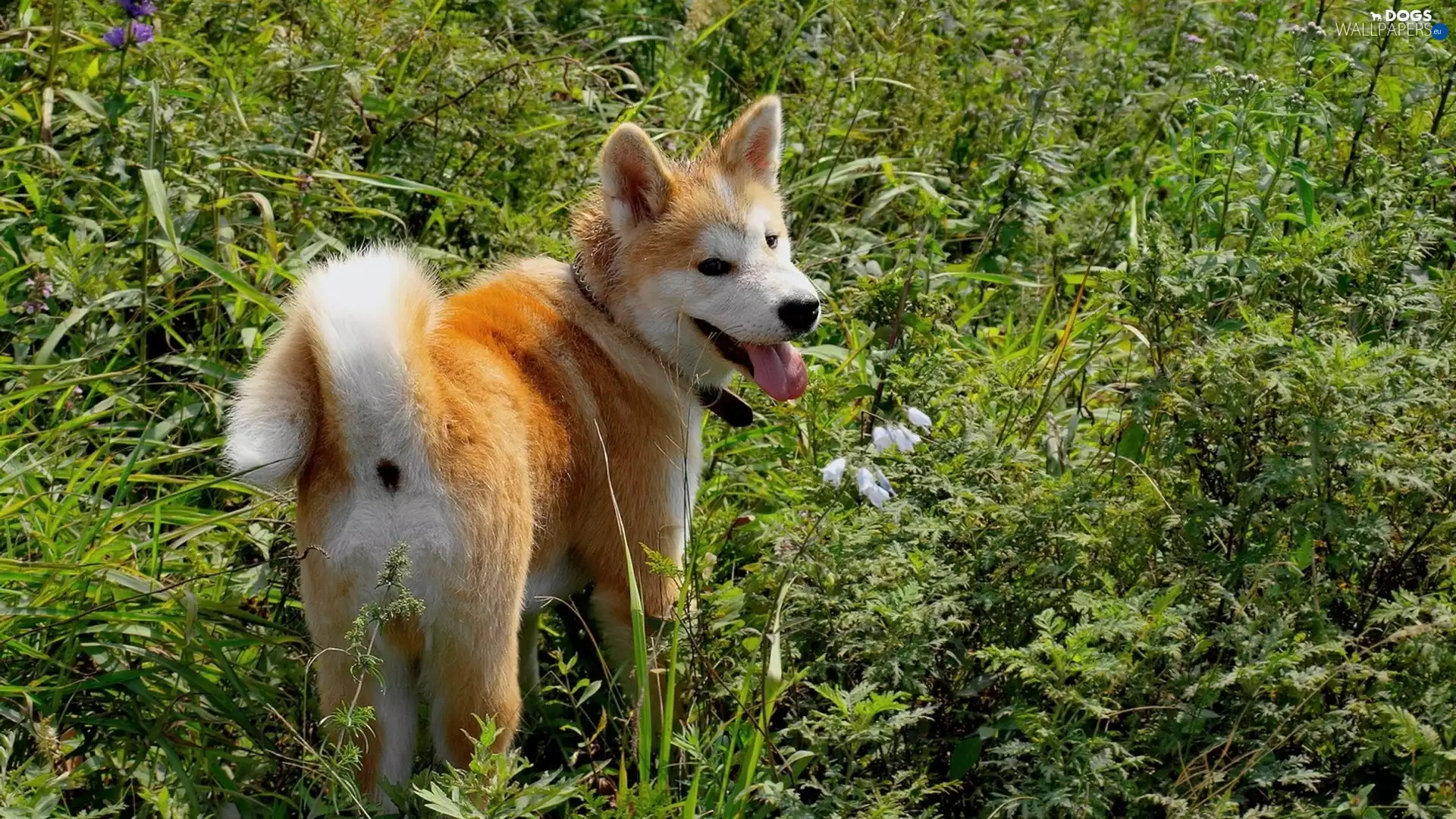 green, Akita, Inu