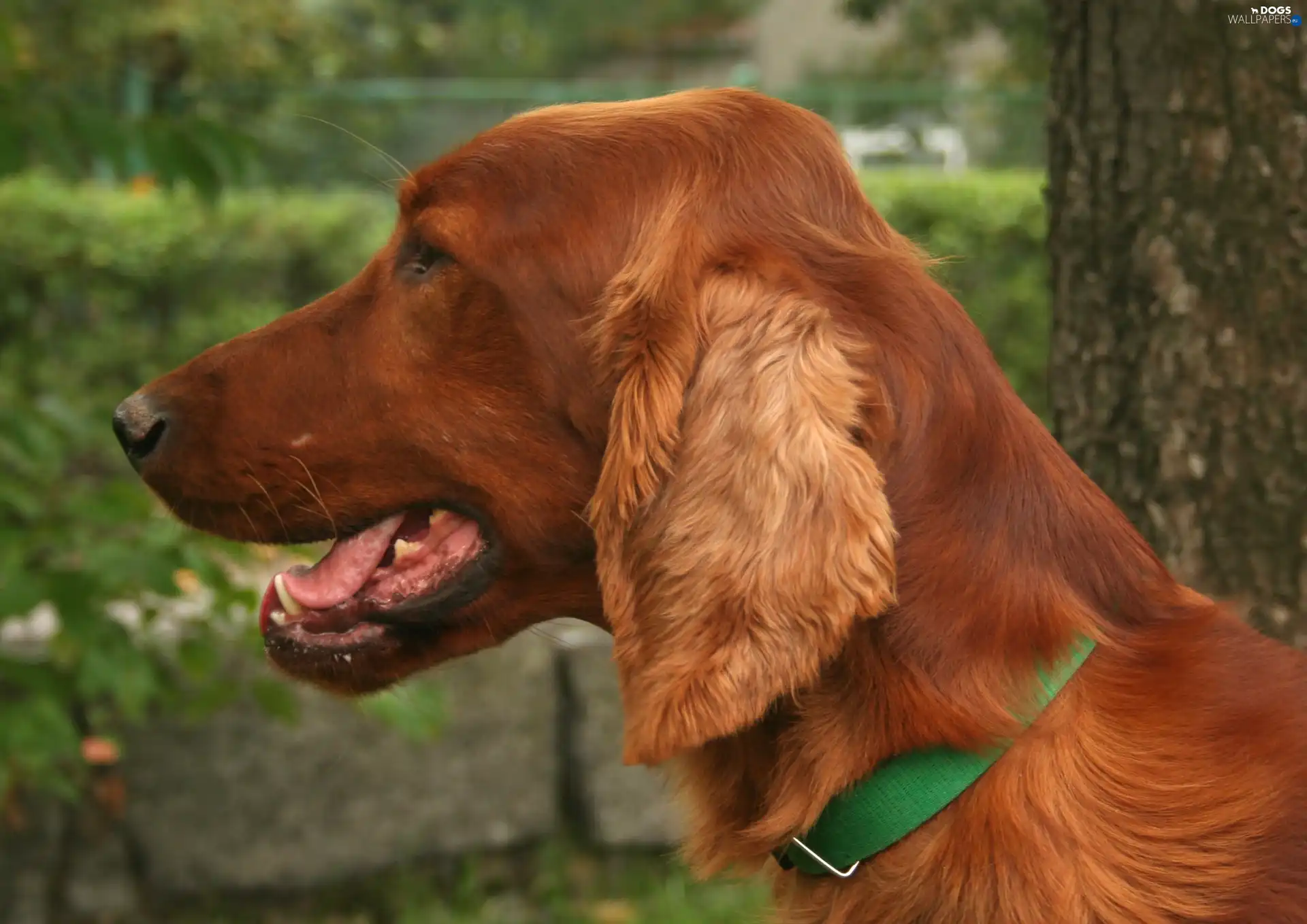 Green, dog-collar, Irish Setter