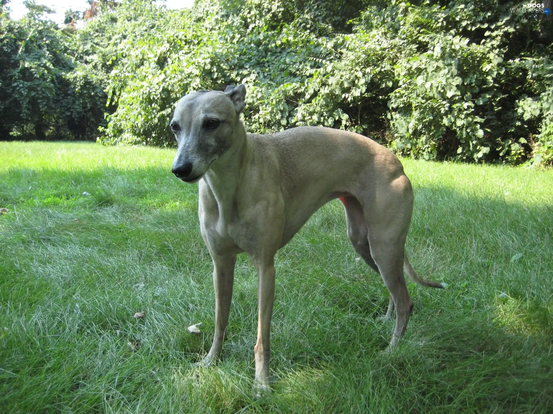 green ones, Leaf, Whippet