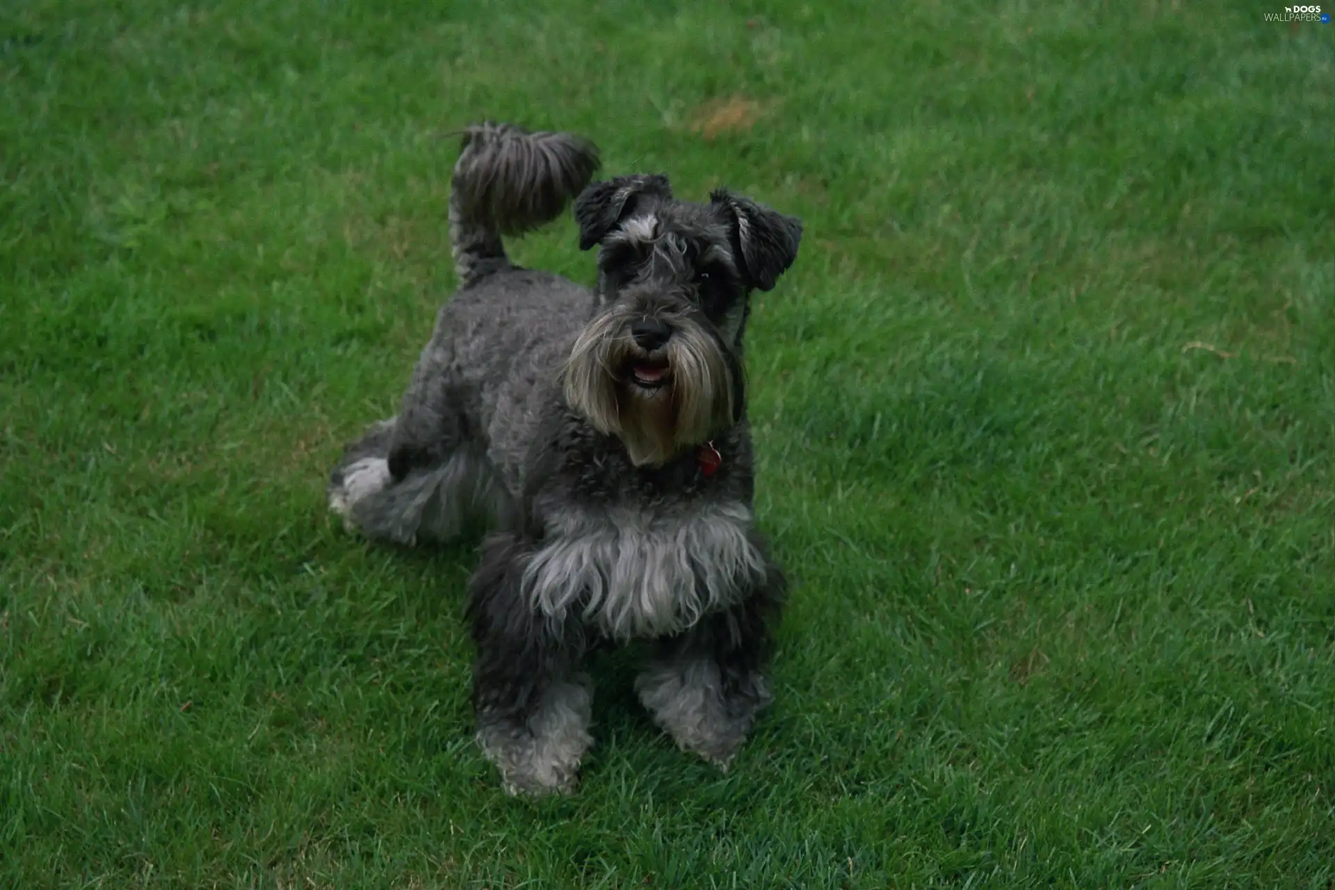 Green, grass, miniature Schnauzer