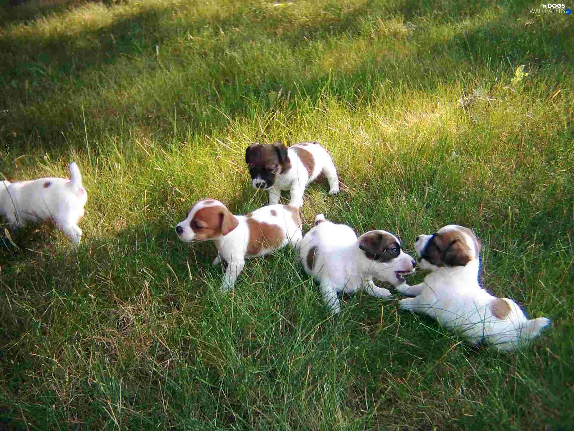 Green, grass, Jack Russell Terrier