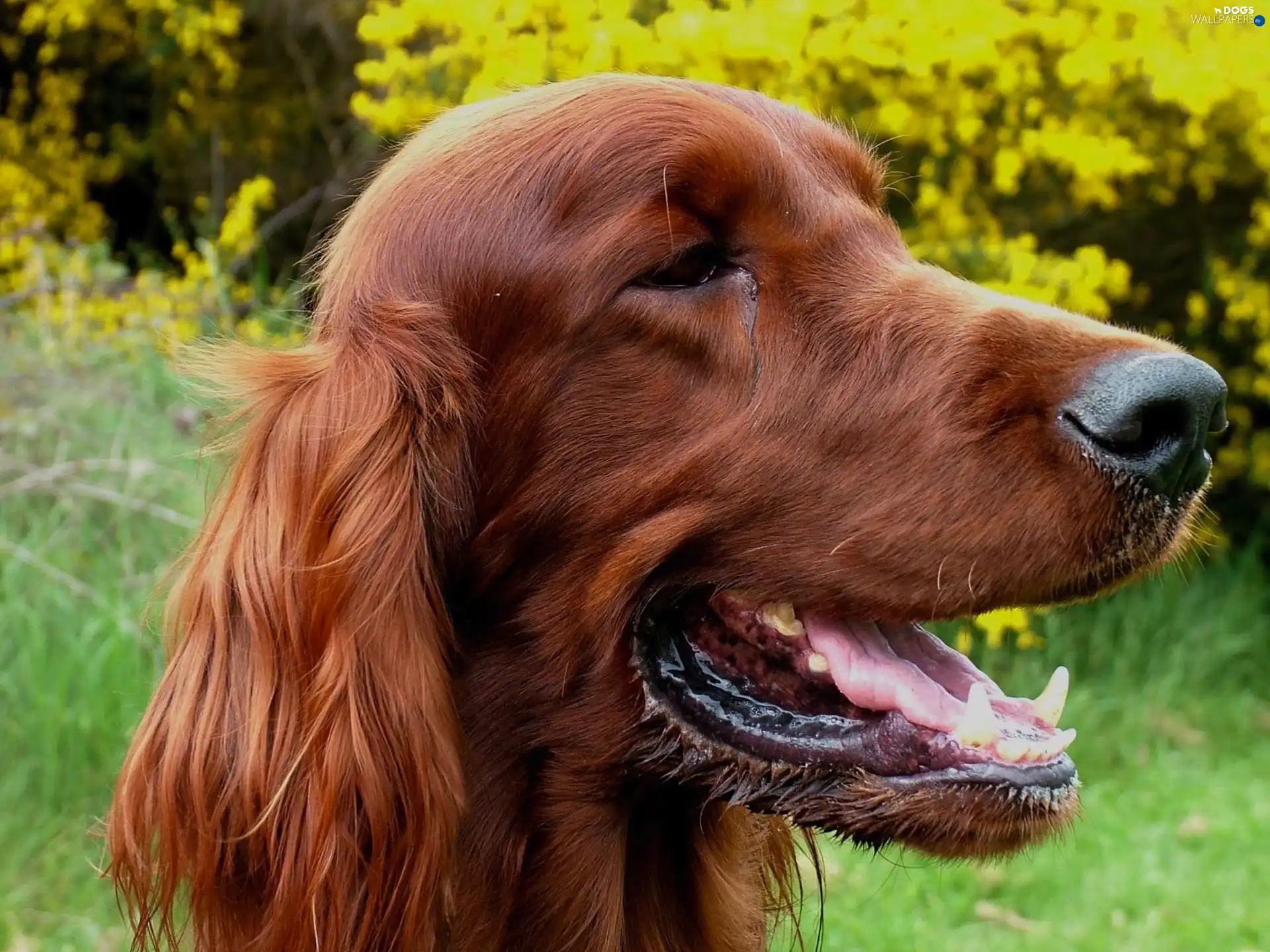 green, mouth, Irish Setter, Head