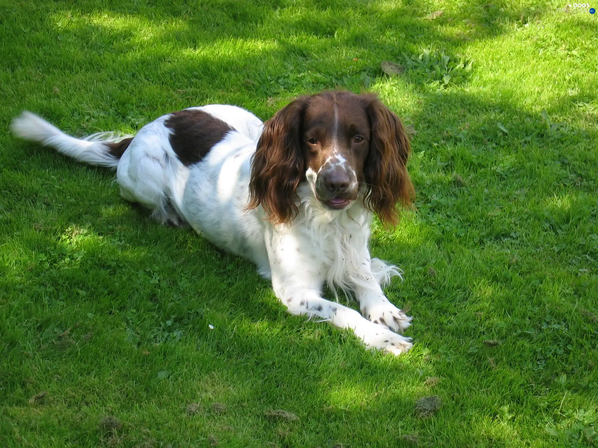Green, grass, English Springer Spaniel