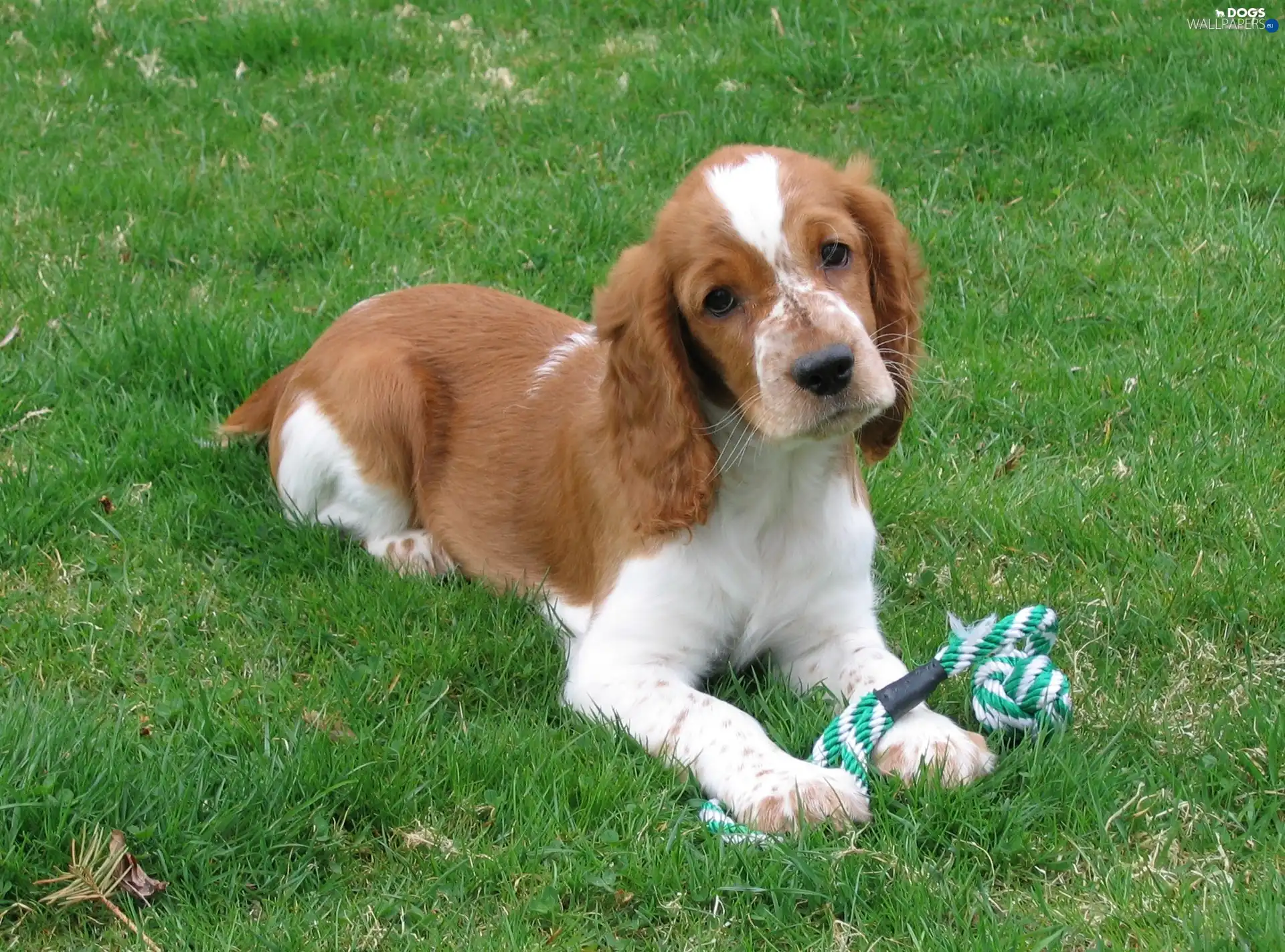 Green, grass, Welsh Springer Spaniel