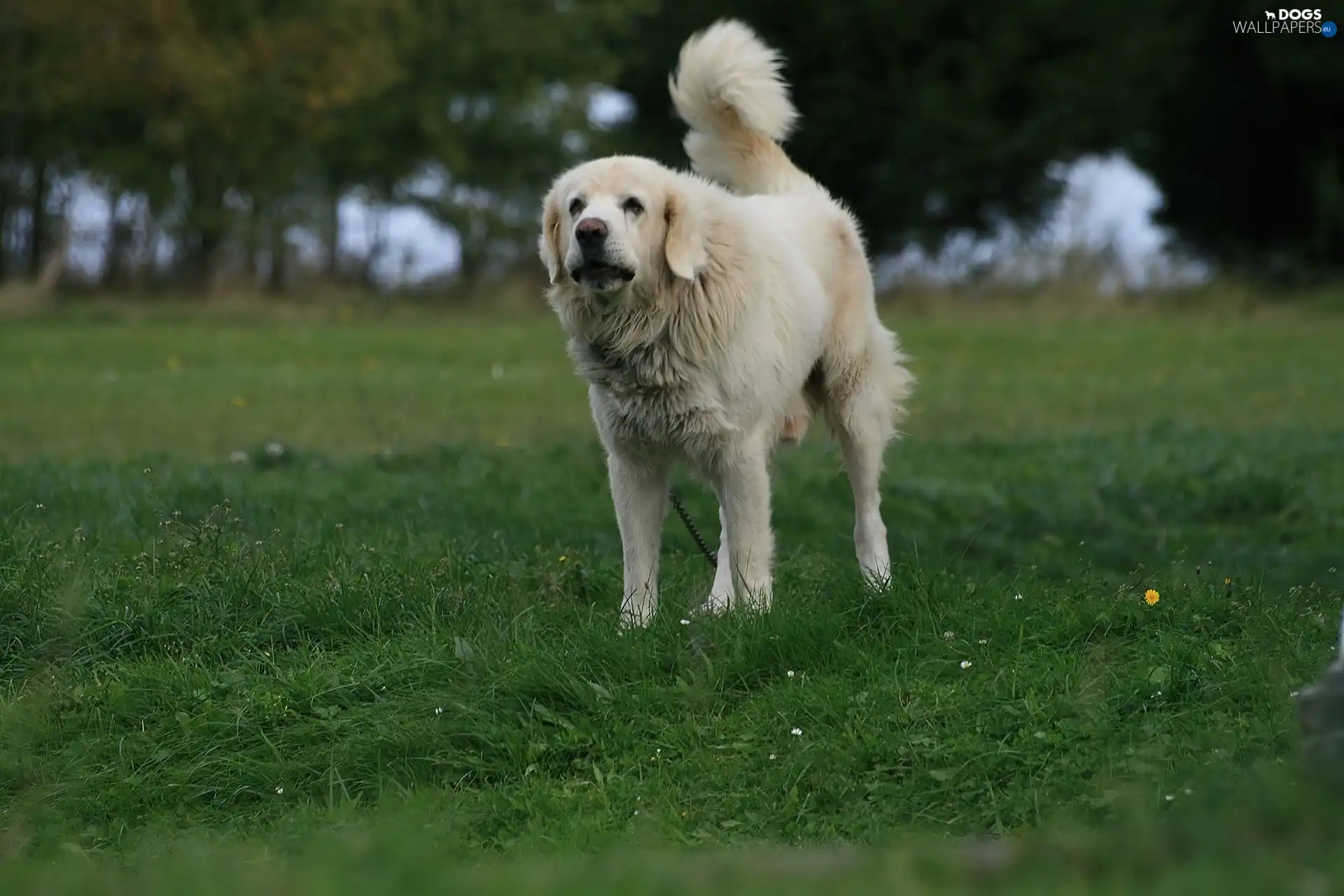 Green, grass, Tatra Sheepdog