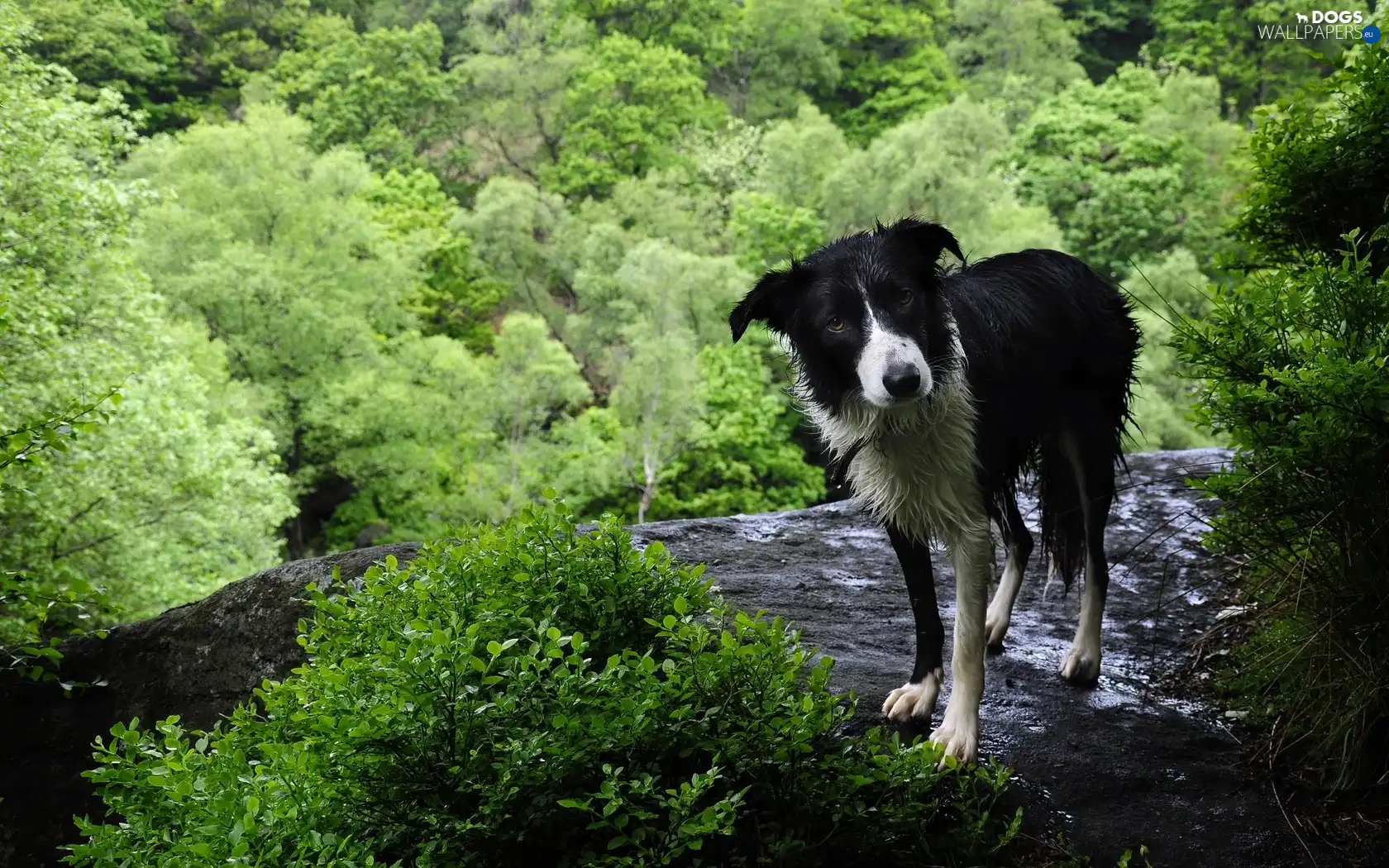 green, height, wet, doggy