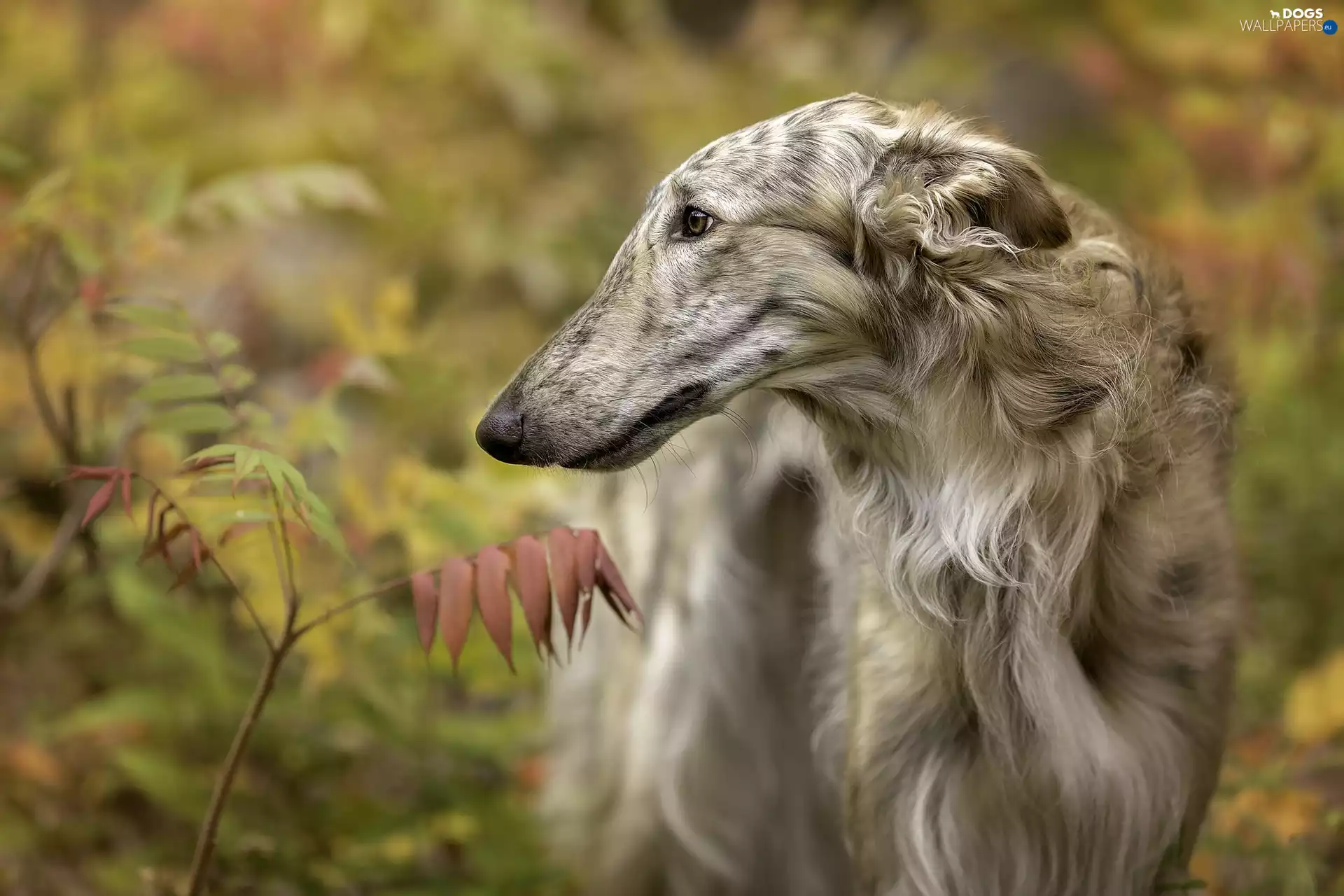 dog, russian, Borzoi, greyhound