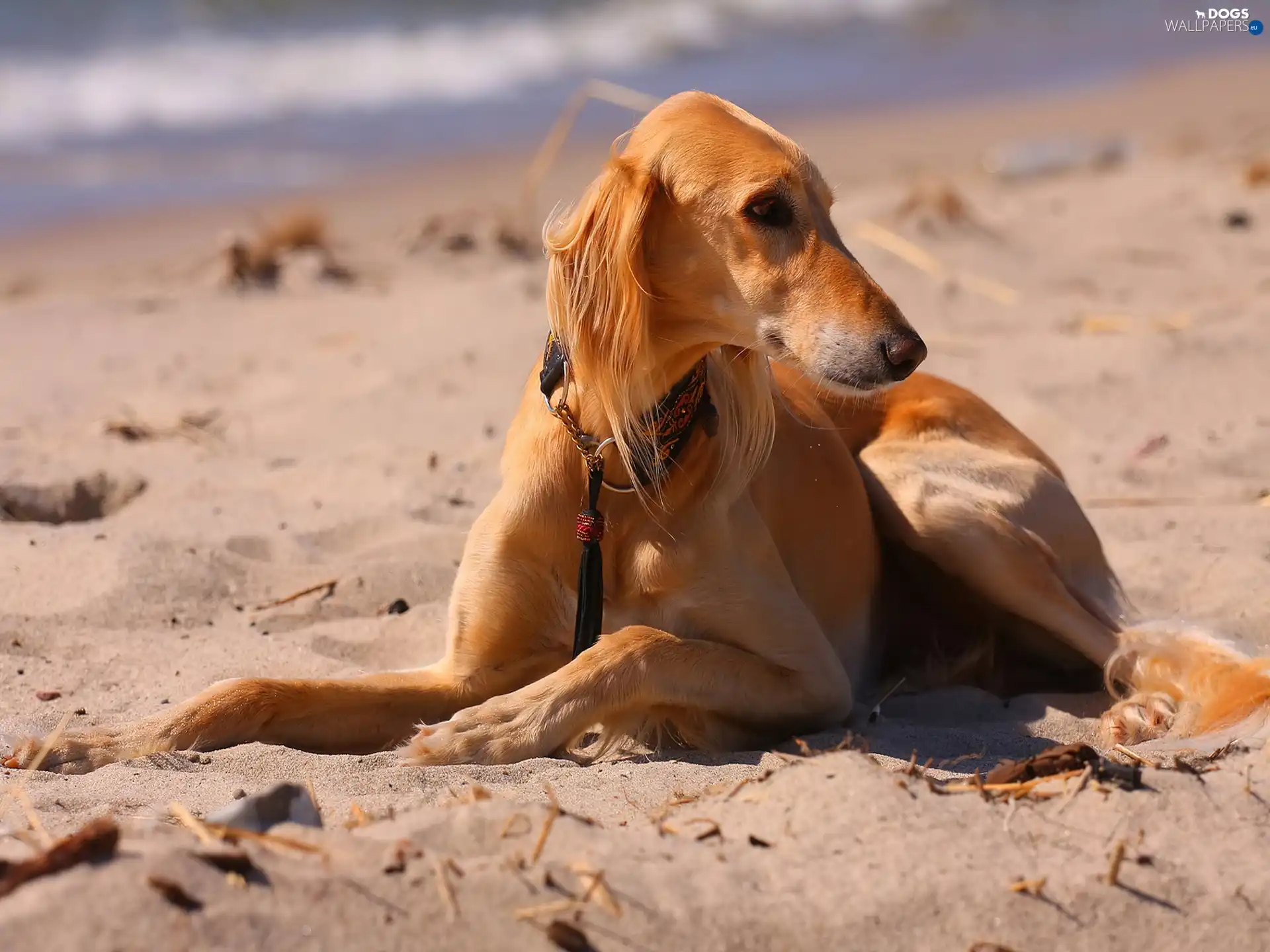 greyhound, ginger