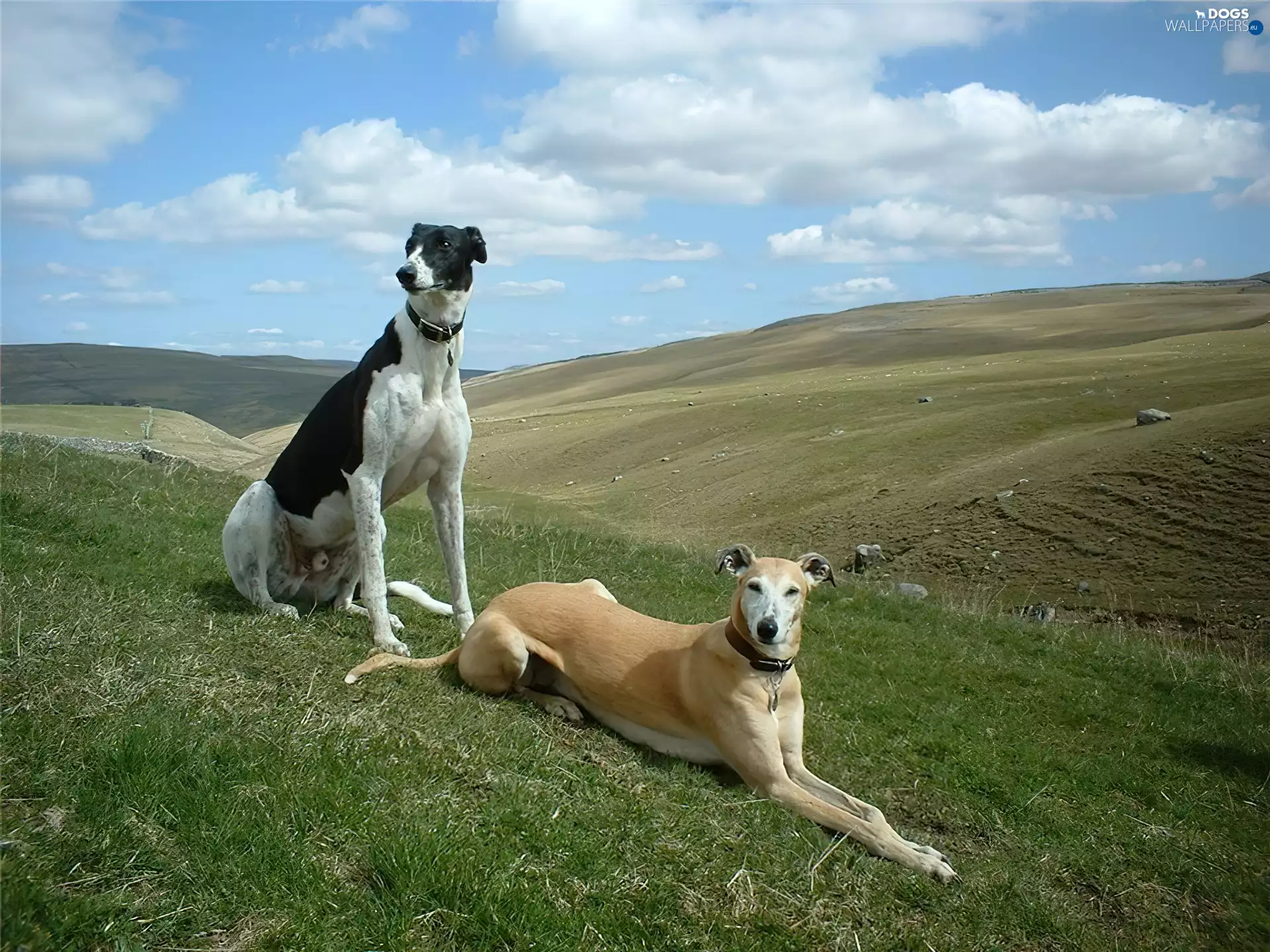 Meadow, Two cars, Greyhoundy