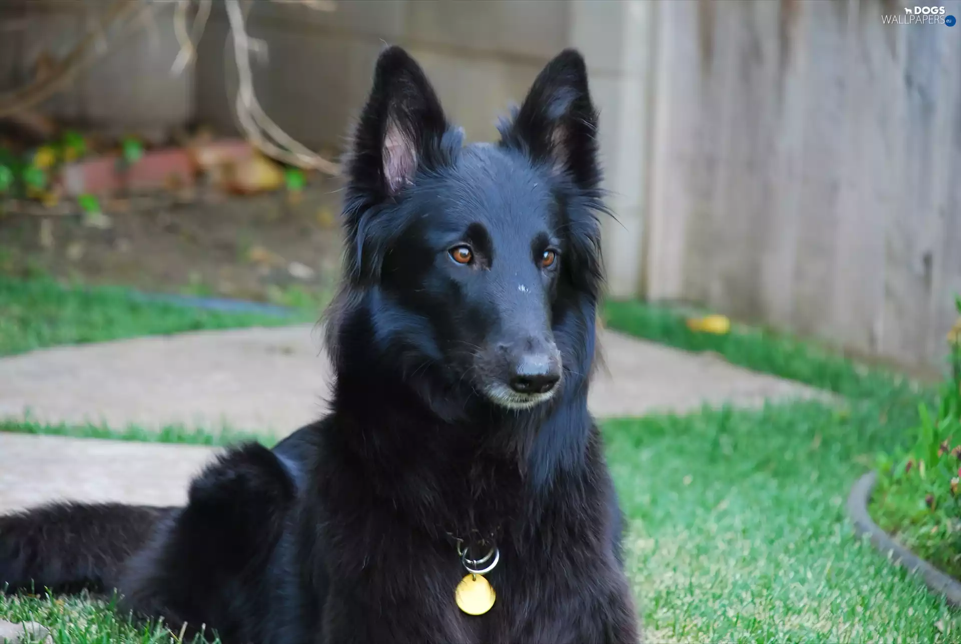 Head, Belgian Shepherd Groenend