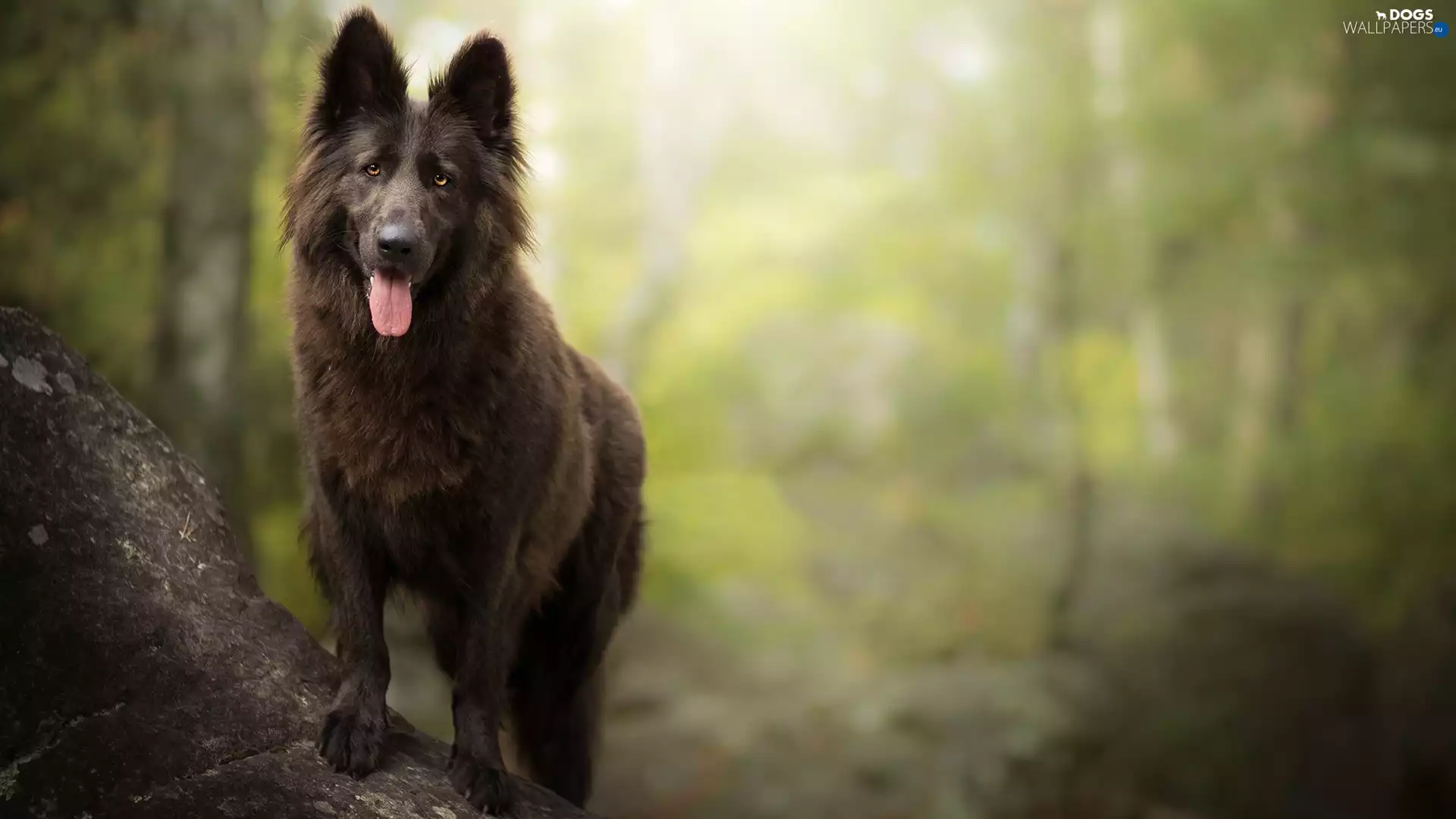 dog, Belgian Shepherd Groenendael