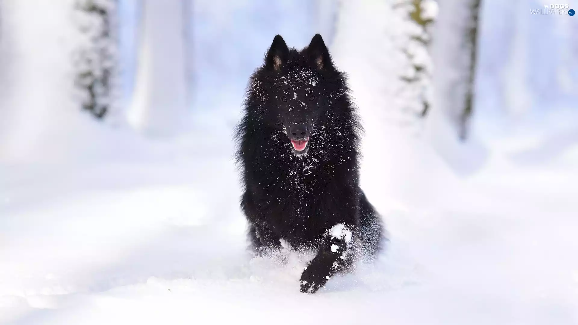 snow, Belgian Shepherd Groenendael