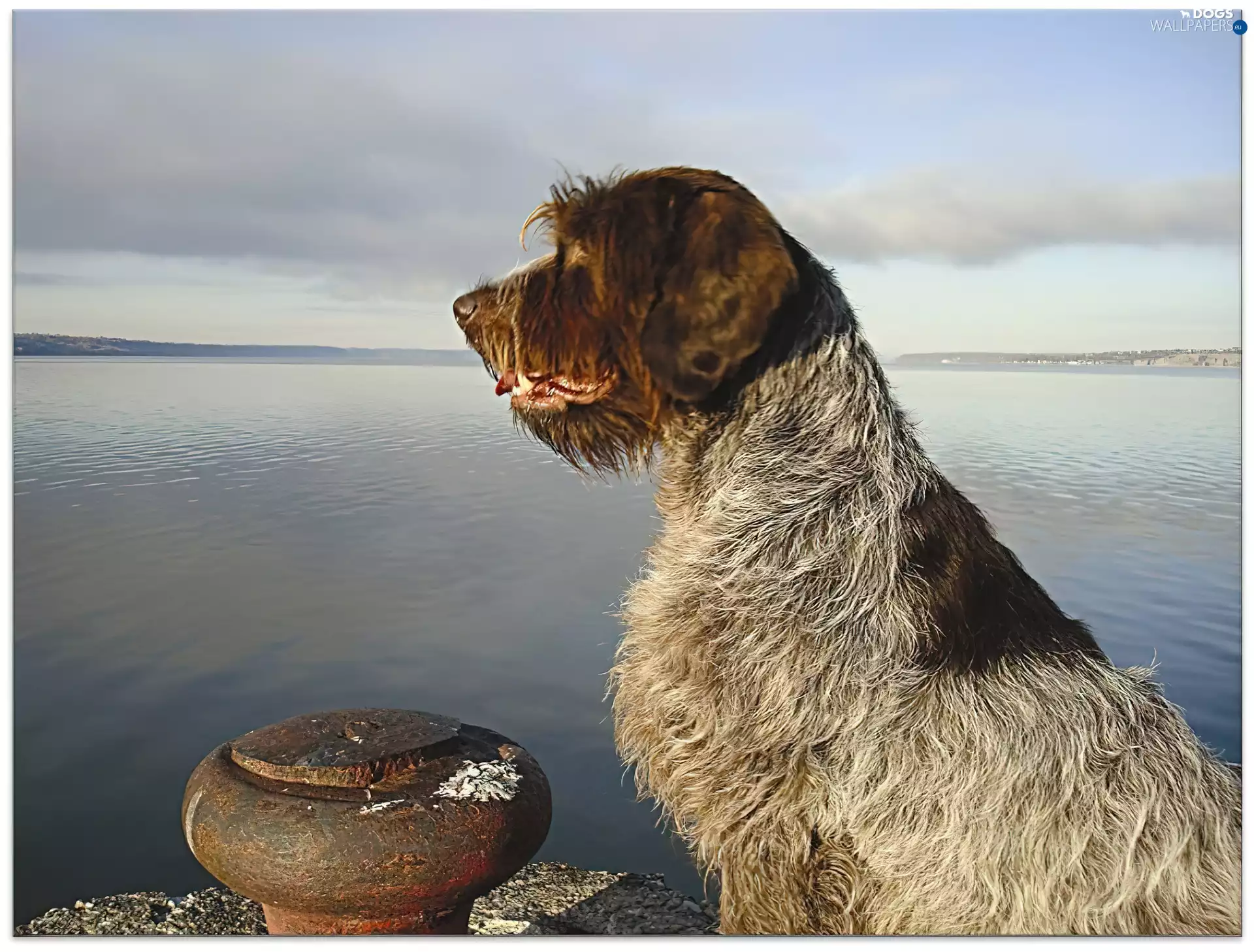 Gryfon Korthalsa, water