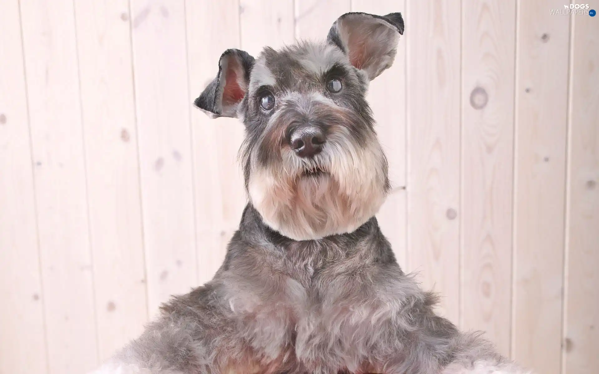 average, hair, Schnauzer