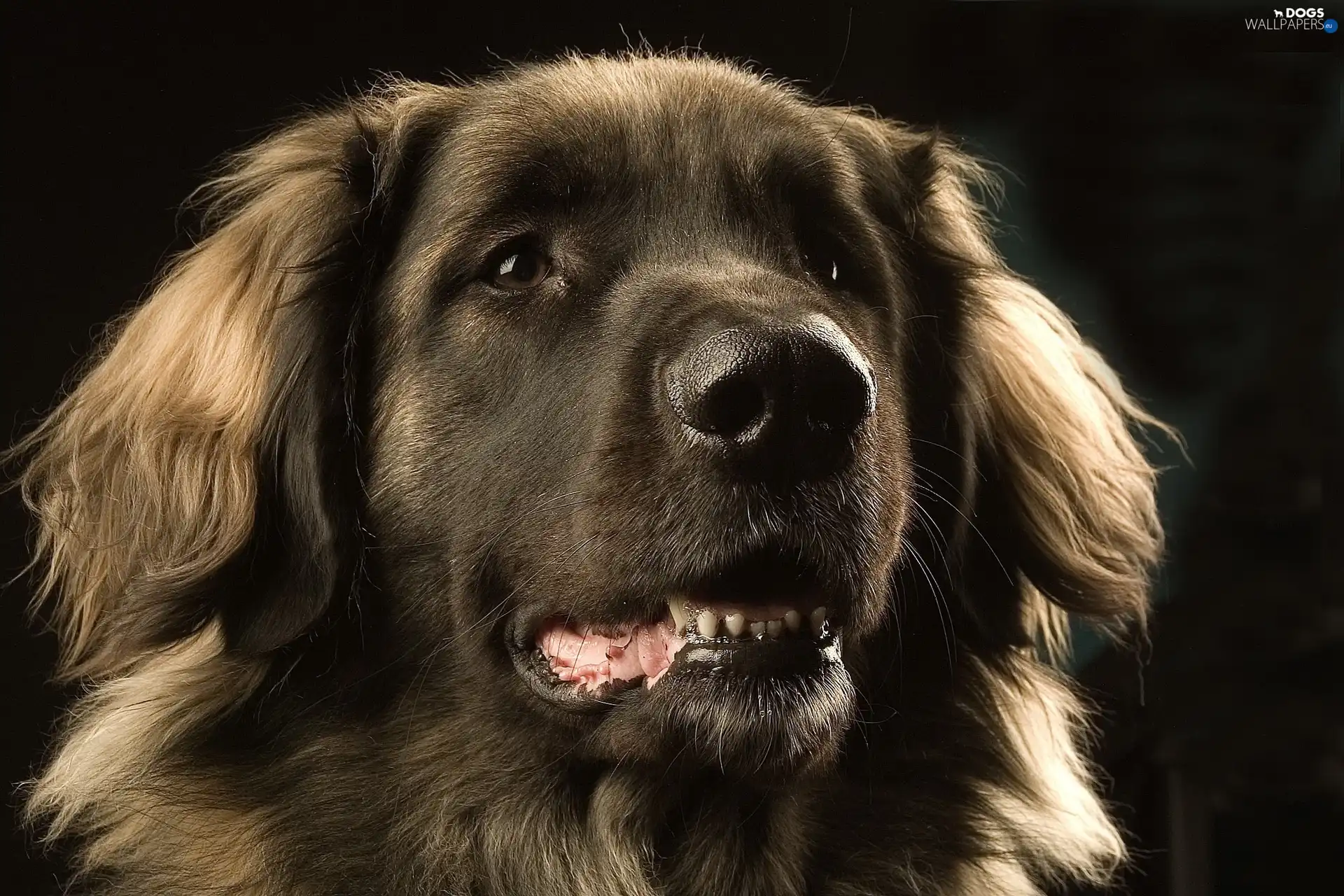 hair, long, dog, black