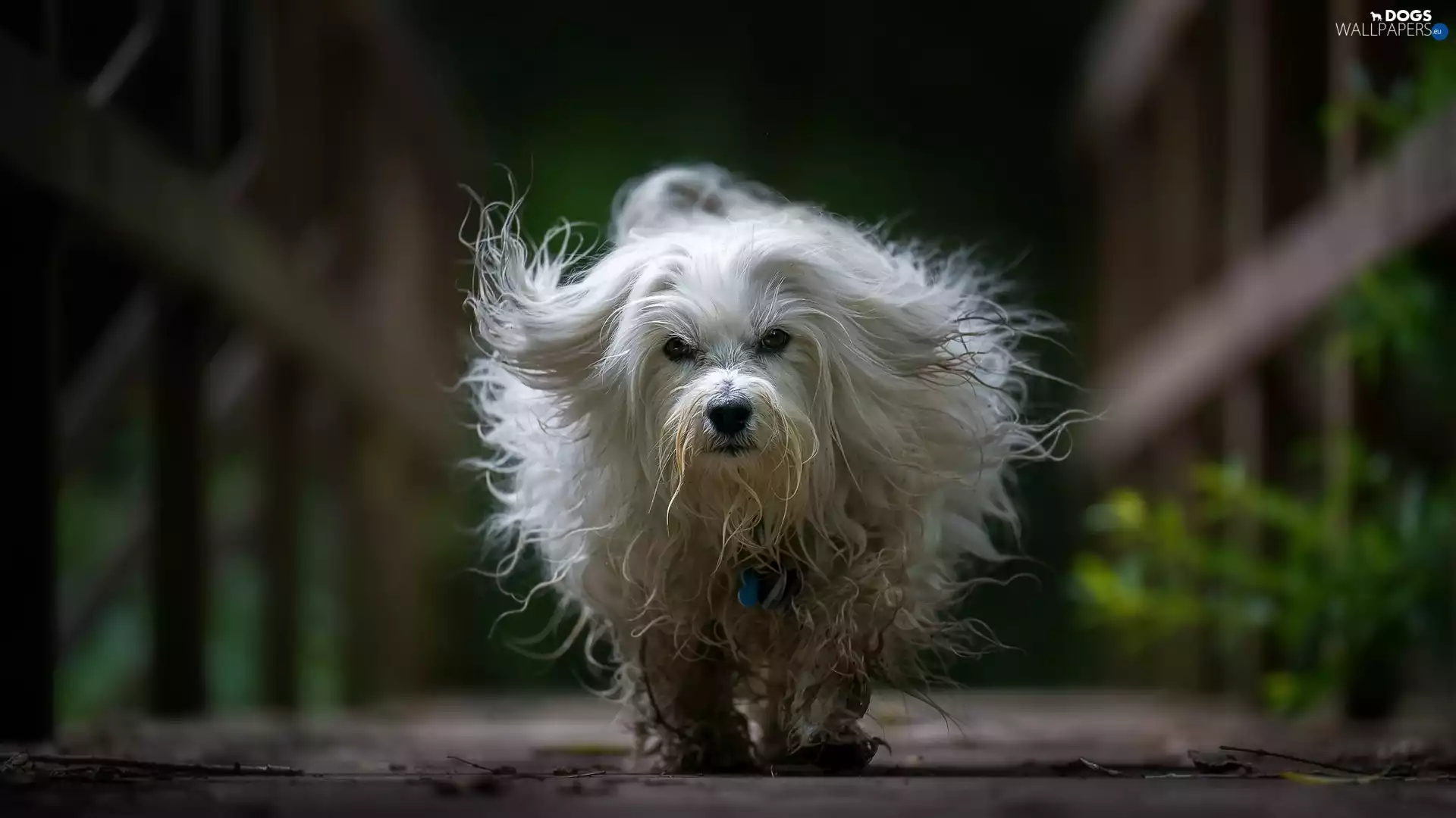 hair, running, Havanese